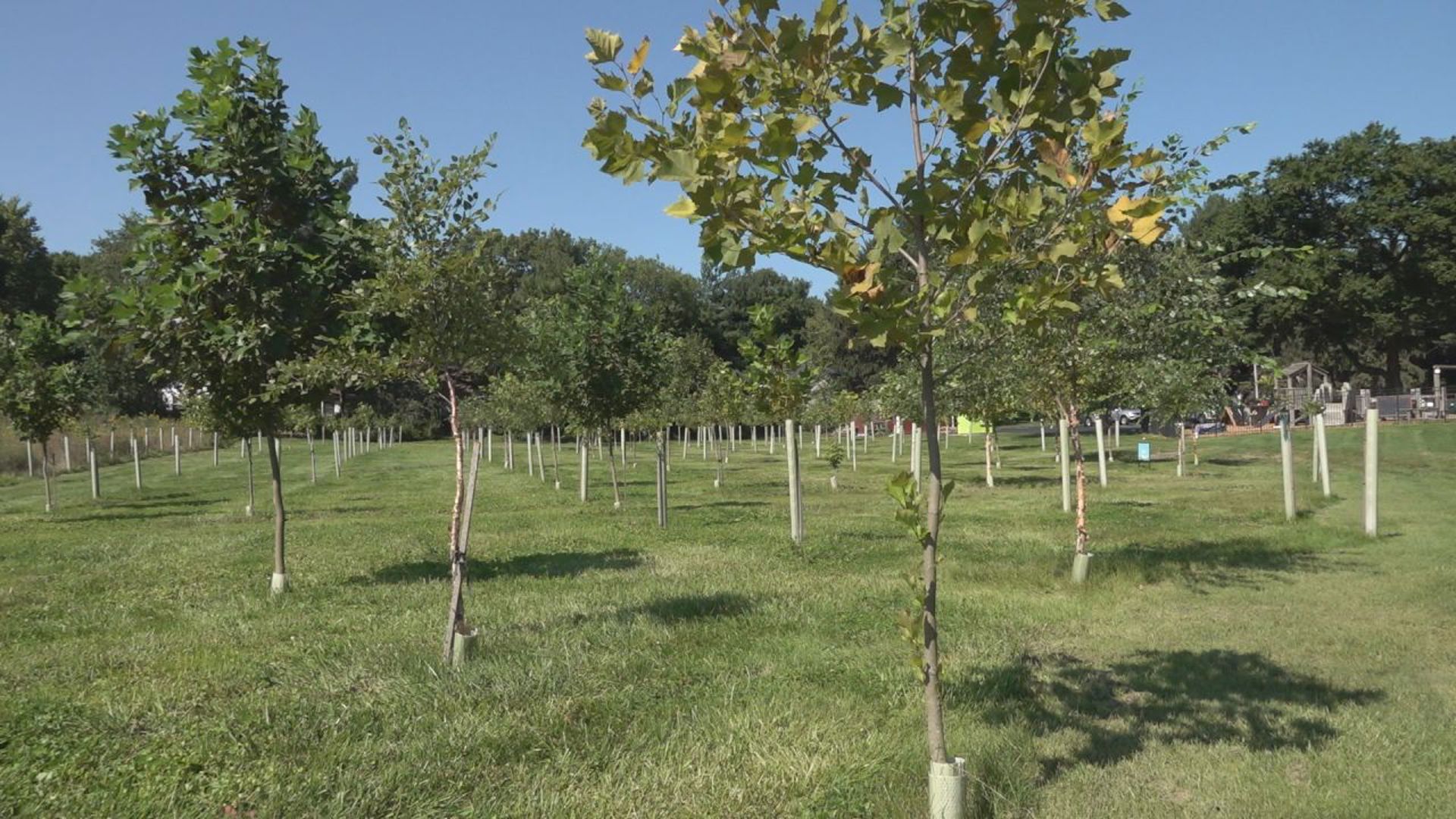 The GIANT Company and Keep Pennsylvania Beautiful are providing over $100,000 of funding to plant new trees with their 2024 Healing the Planet grant program.