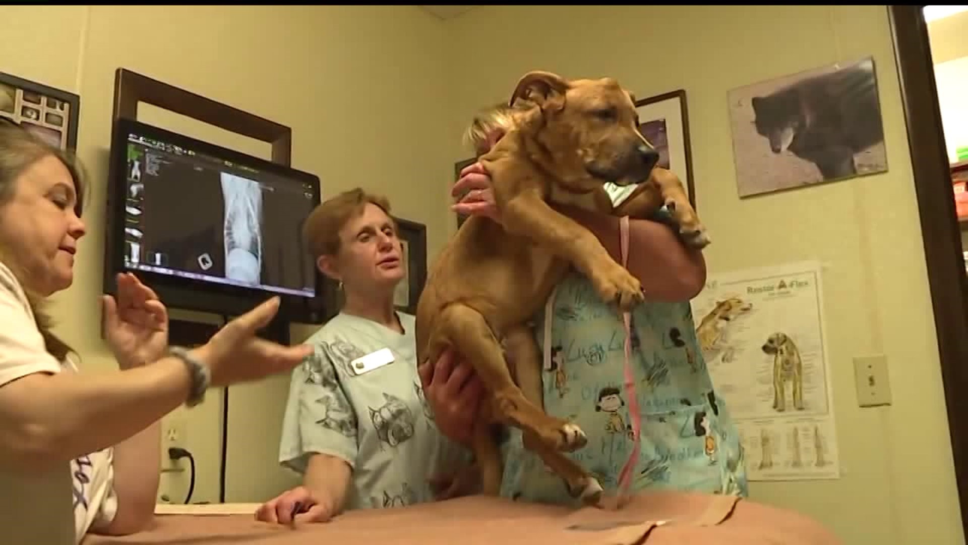 Puppy rescued from York county home; emaciated and suffering from multiple broken bones