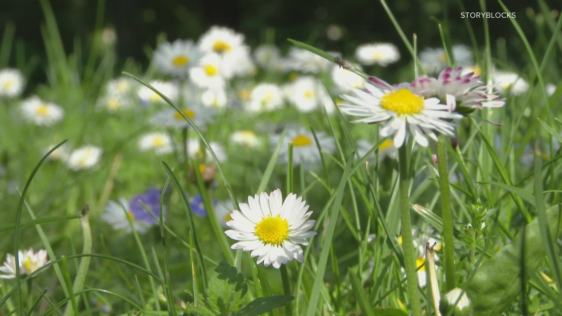 How to minimize exposure, symptoms of seasonal allergies - Vimarsana News