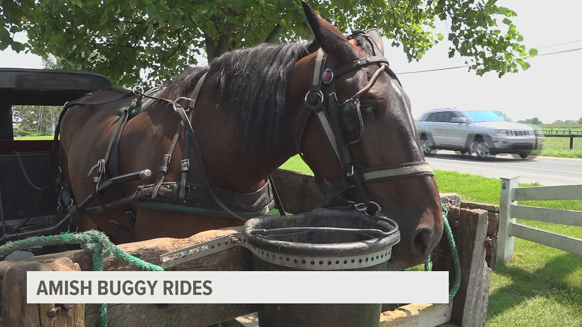 Looking to take a ride back in time and enjoy the gorgeous Lancaster countryside? Take a trip on a local buggy ride and experience a taste of Amish Country.