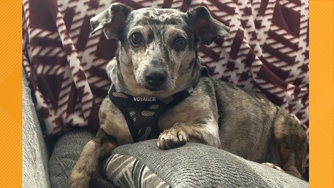 Furry Friends | Meet Pearl | fox43.com