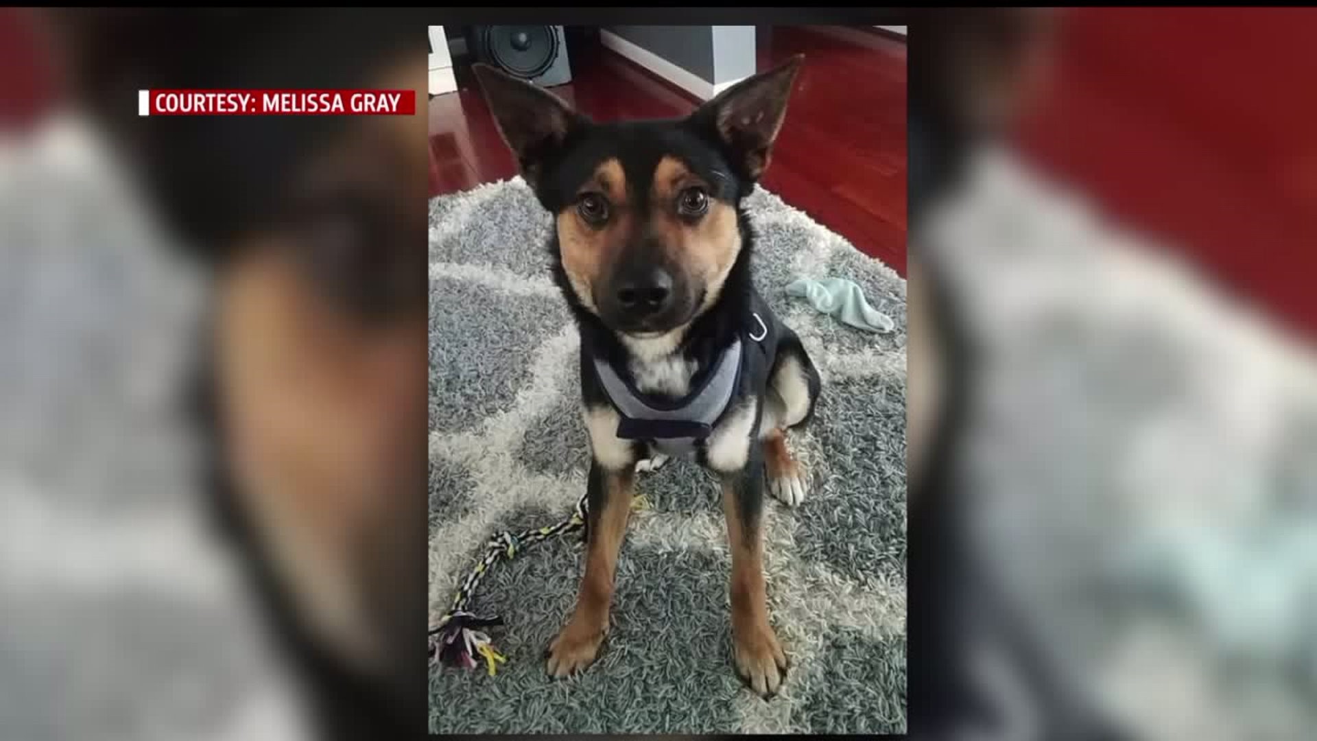 Dog missing after escaping from Petco groomer