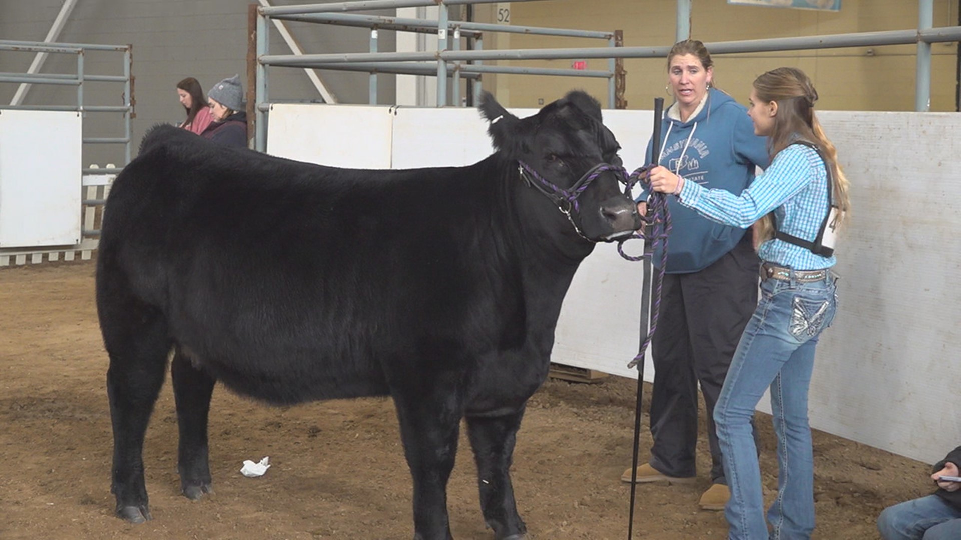 Dozens of farms presented their best cattle for the Farm Show's Open Beef Competition on Friday.