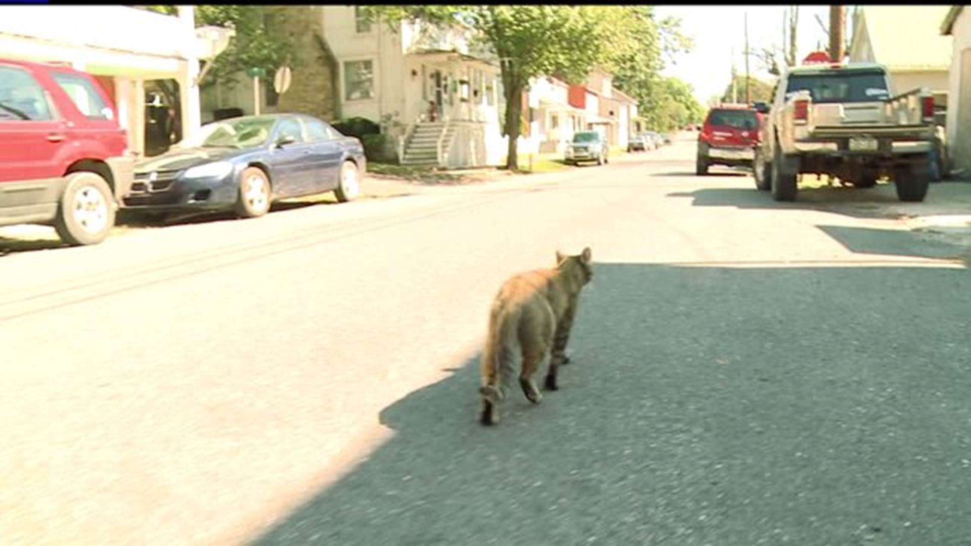Perry County borough has controversial plan to rid feral felines