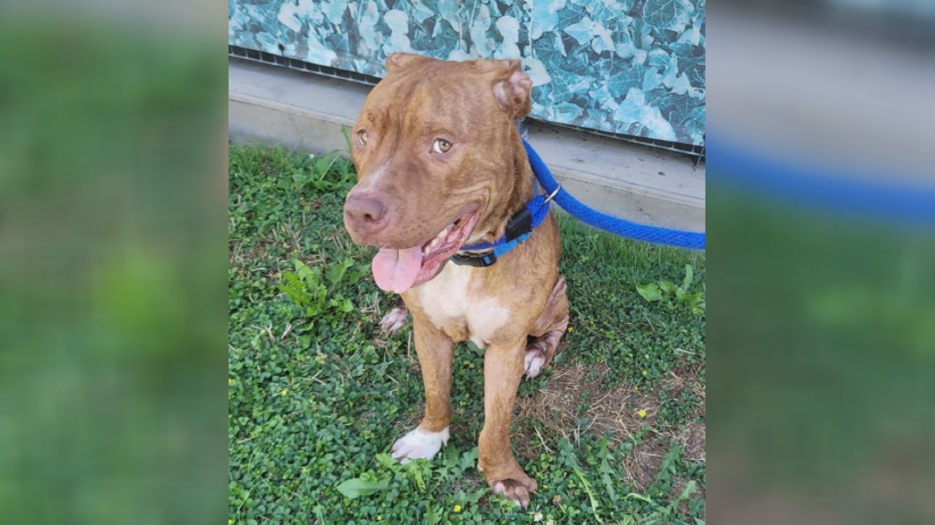 While Scoob can be shy at first, he has come out of his shell at the shelter and is a sweet and energetic boy! Scoob would be a great dog for an active family.