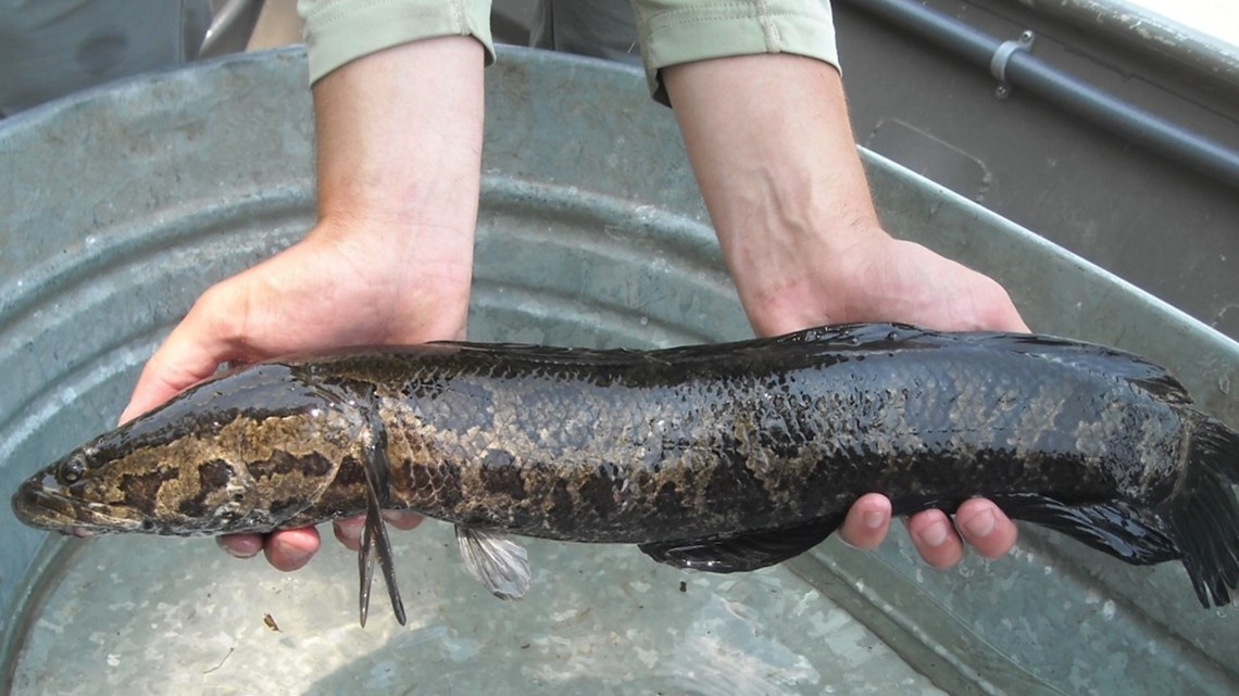 Invasive snakehead fish reported in Lower Susquehanna River
