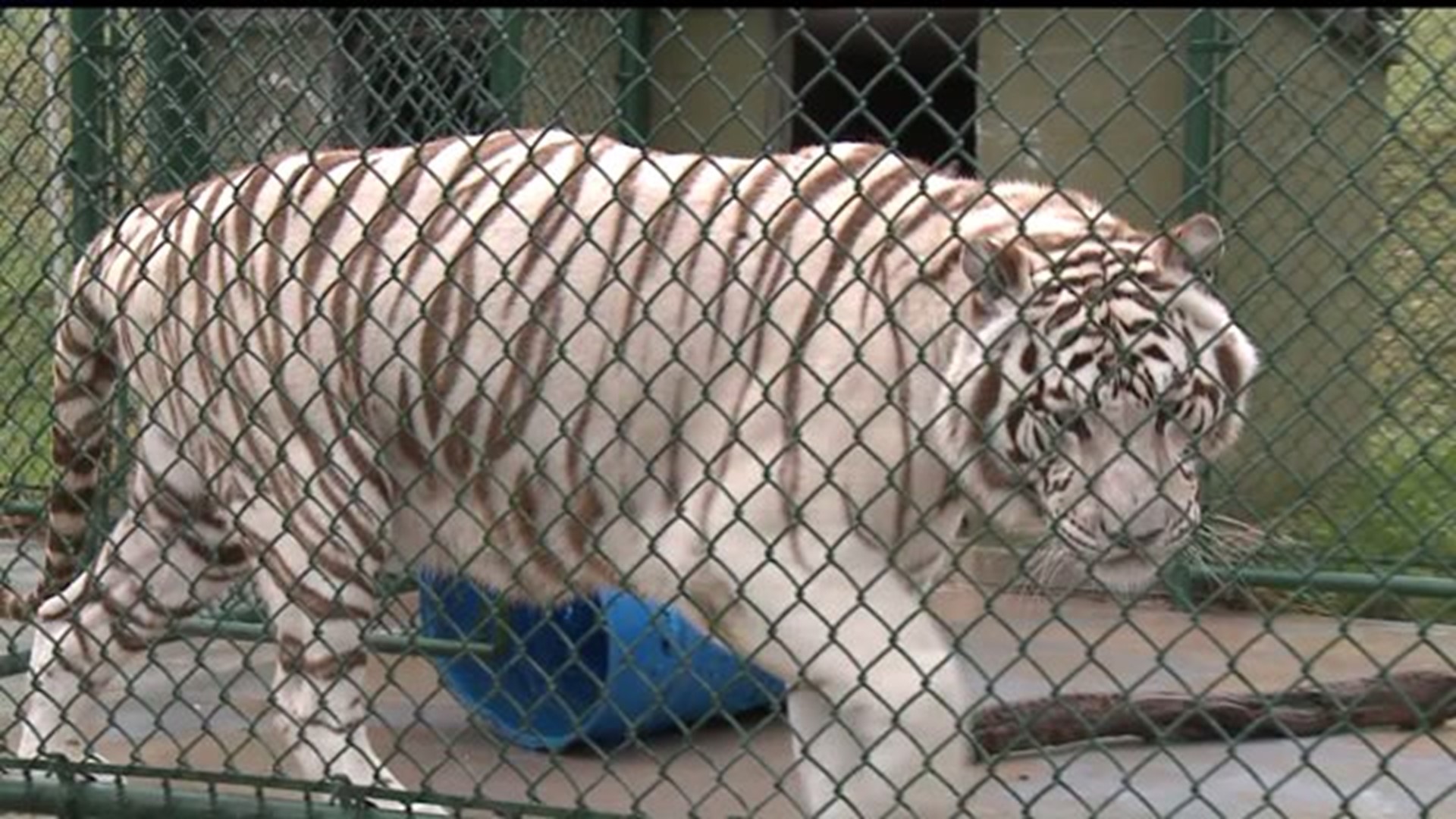 East Coast Exotic Animal Rescue reopens after fire 