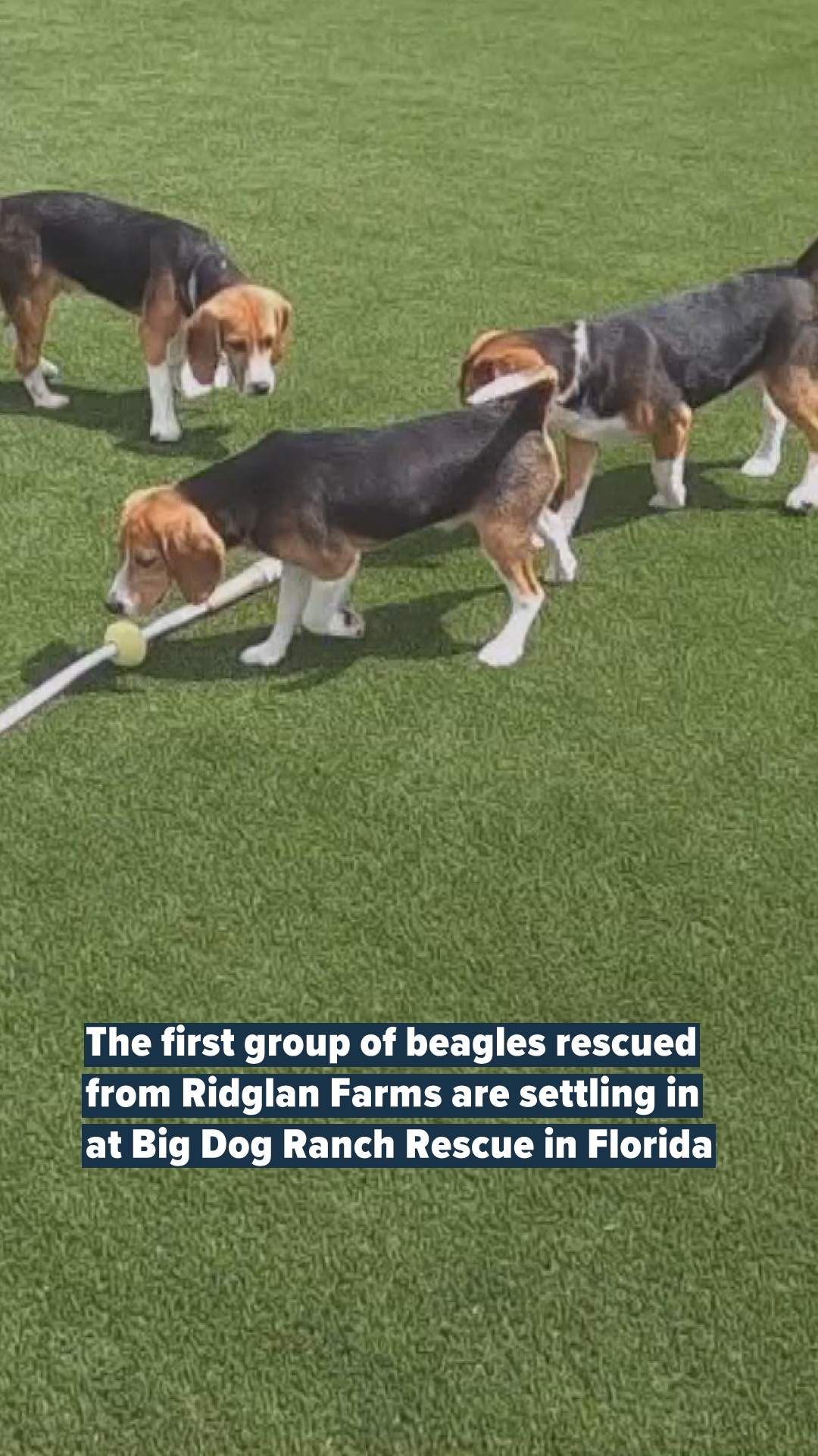 The first group of beagles rescued from Ridglan Farms are settling in ...