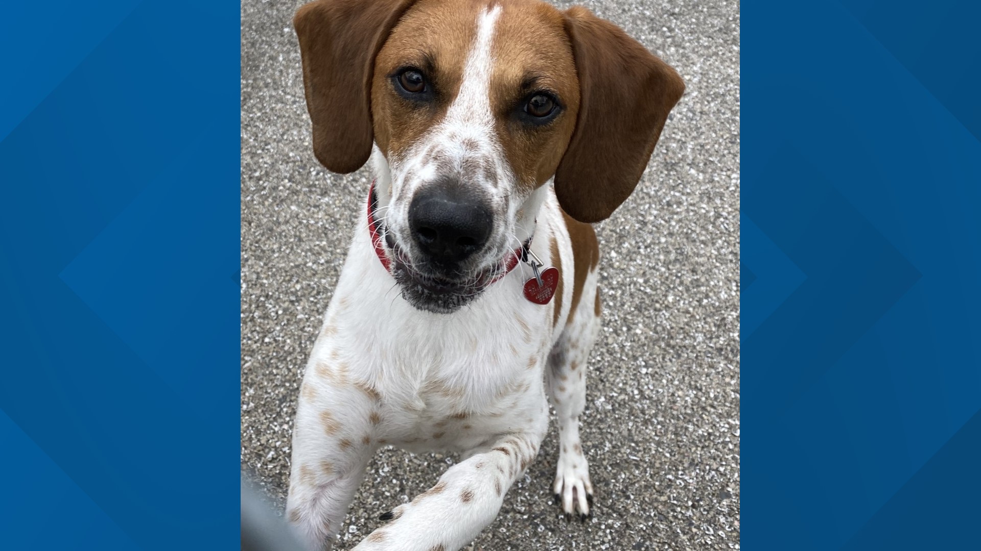 Cooper is a 2-year-old English Fox Hound looking for a 'furever' home.