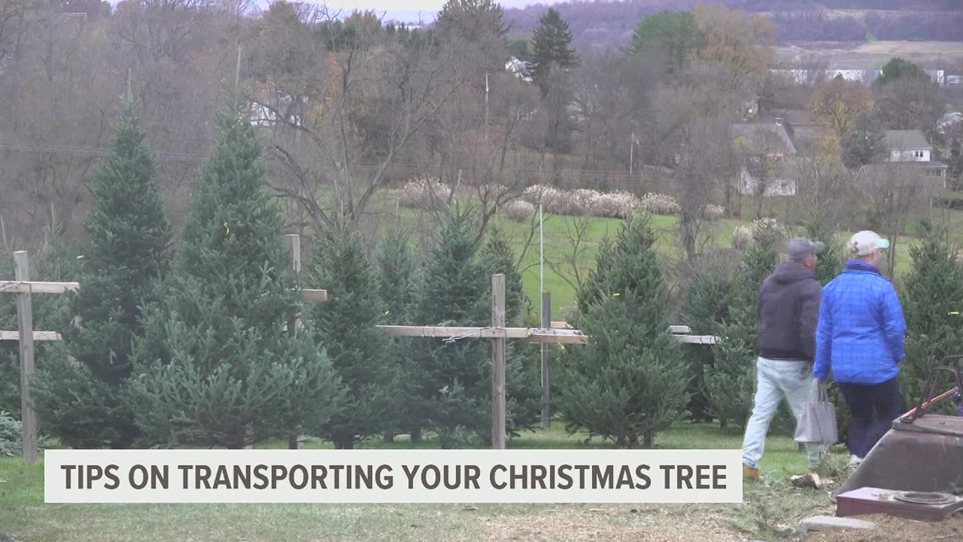AAA recommends covering the roof with an old blanket and wrapping the tree in netting.