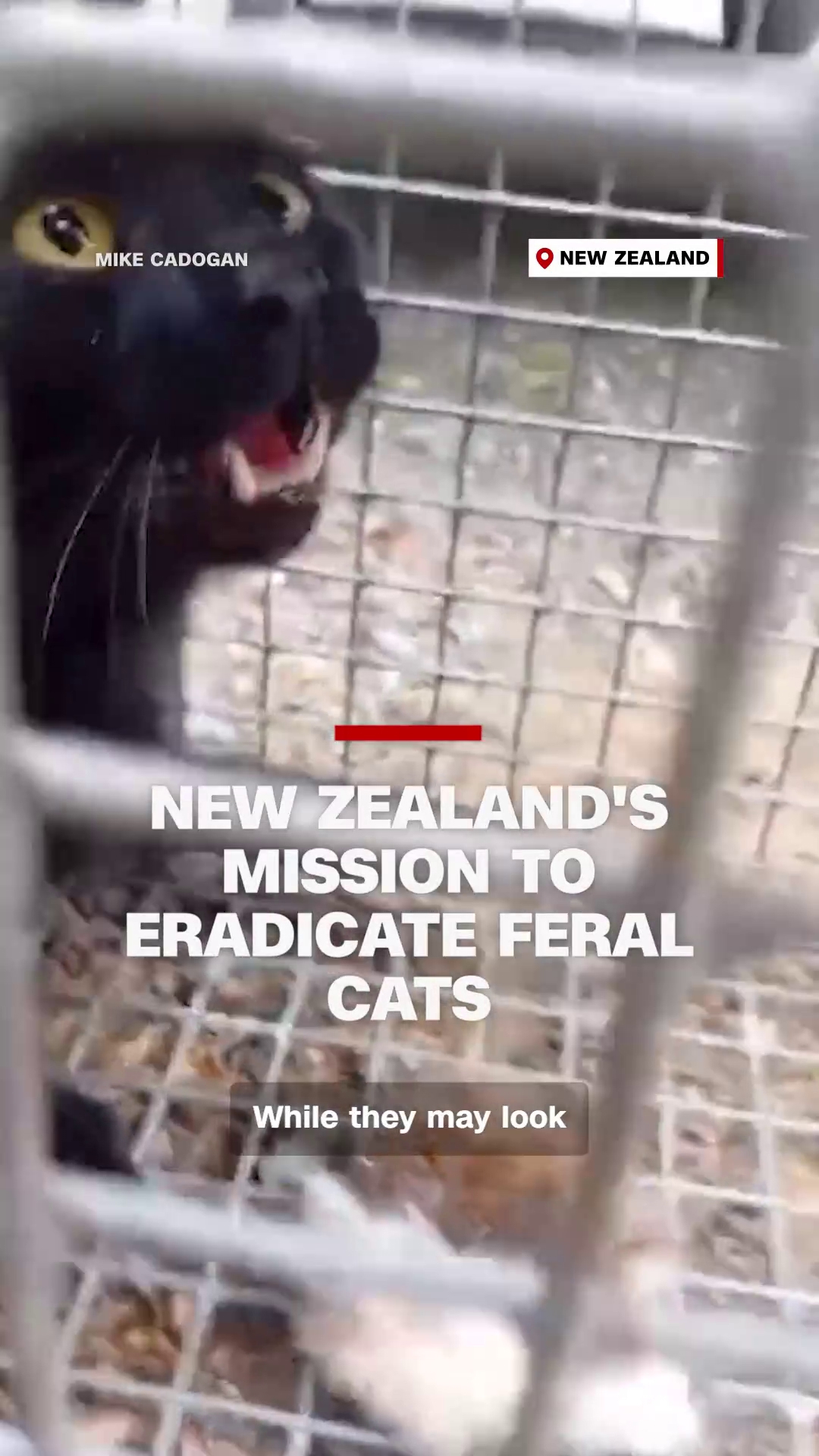 New Zealand's mission to eradicate feral cats | fox43.com