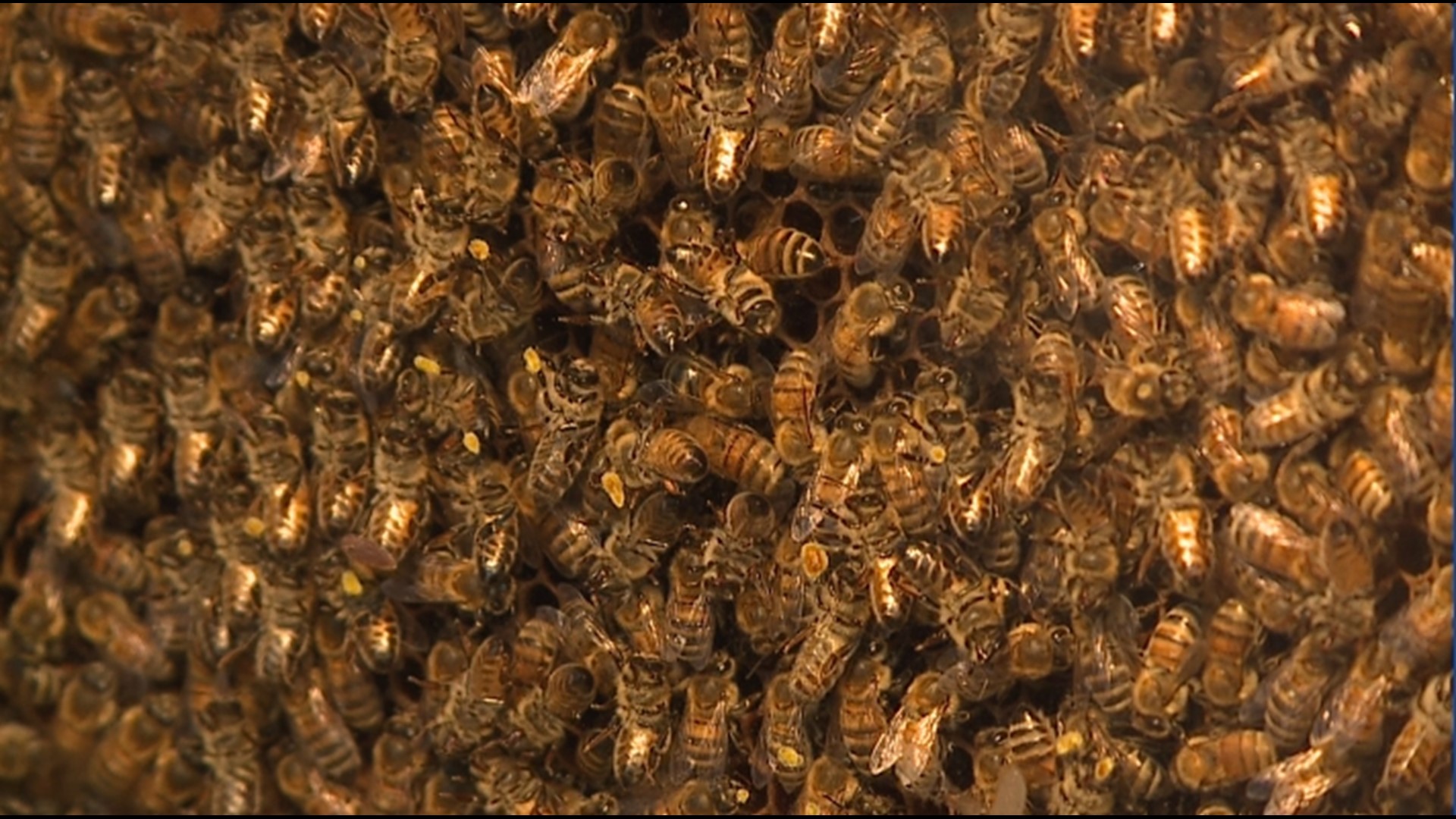 The Pennsylvania State Beekeepers Association says it's hopeful about the development, but that there's still a lot to learn about the vaccine.