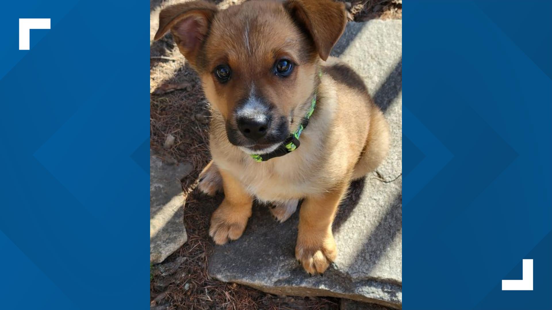 Riker is a Shepherd/Heeler mix puppy brought to us by Charlie's Crusaders Pet Rescue.