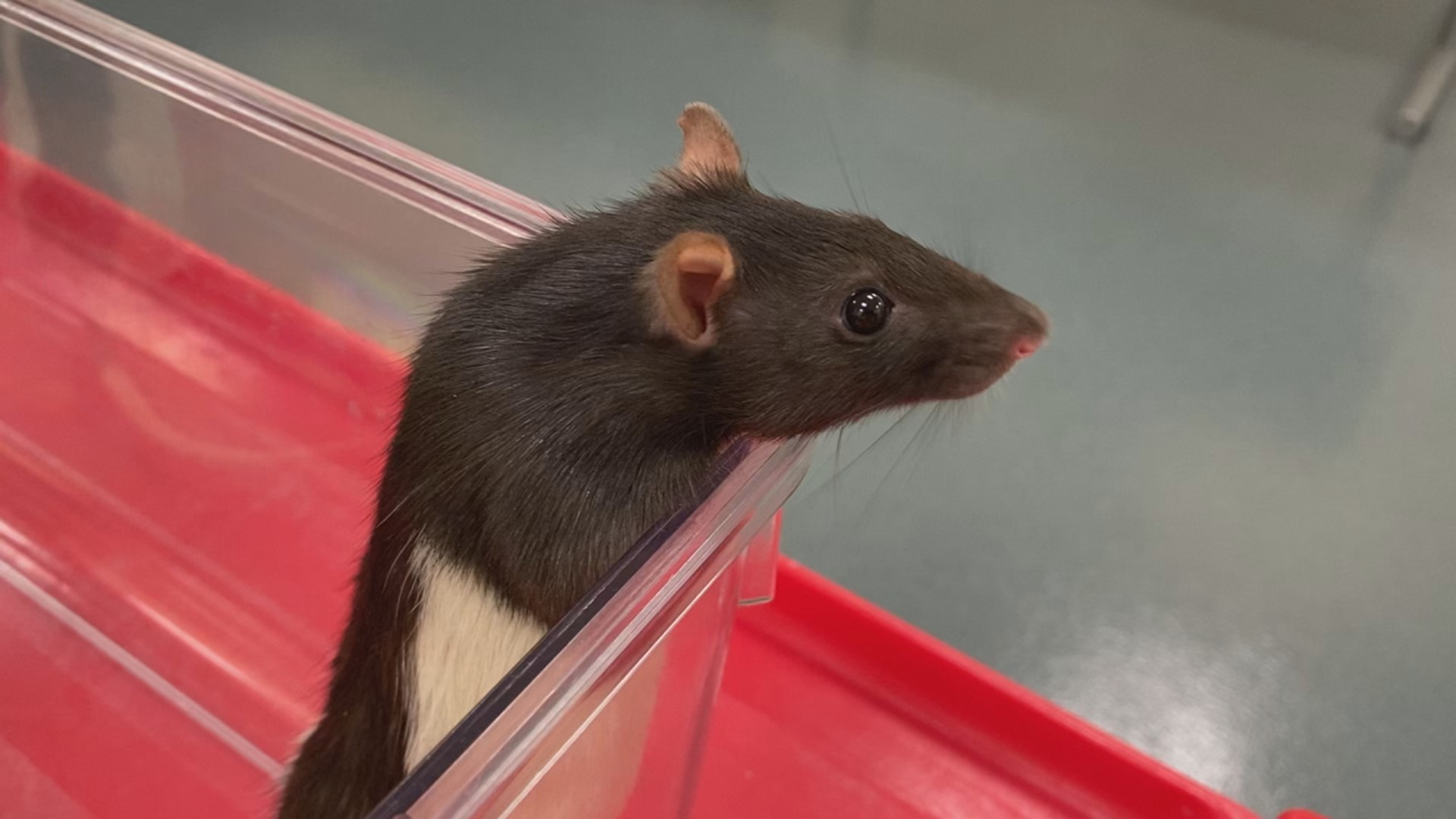 More than 10 lab rats from Millersville University are available for adoption after their participation in a research study class.