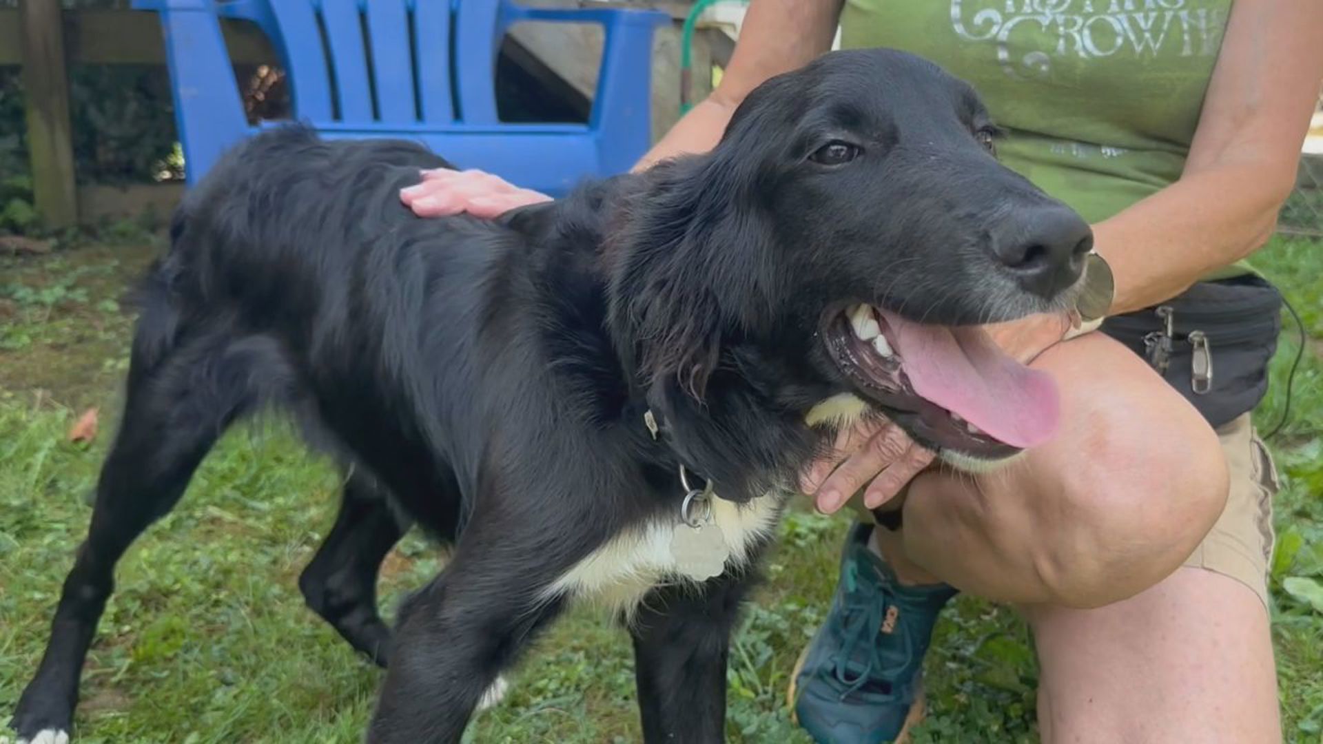 Denver is a 5-month-old Border Collie mix who was recently rescued by Animal Rescue Inc.