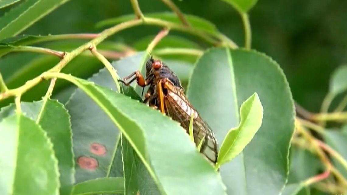 Brood XIV cicadas will soon emerge in Central PA | fox43.com