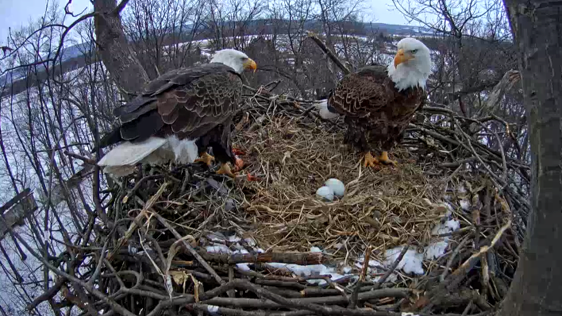 Hanover Bald Eagle lays second egg | fox43.com