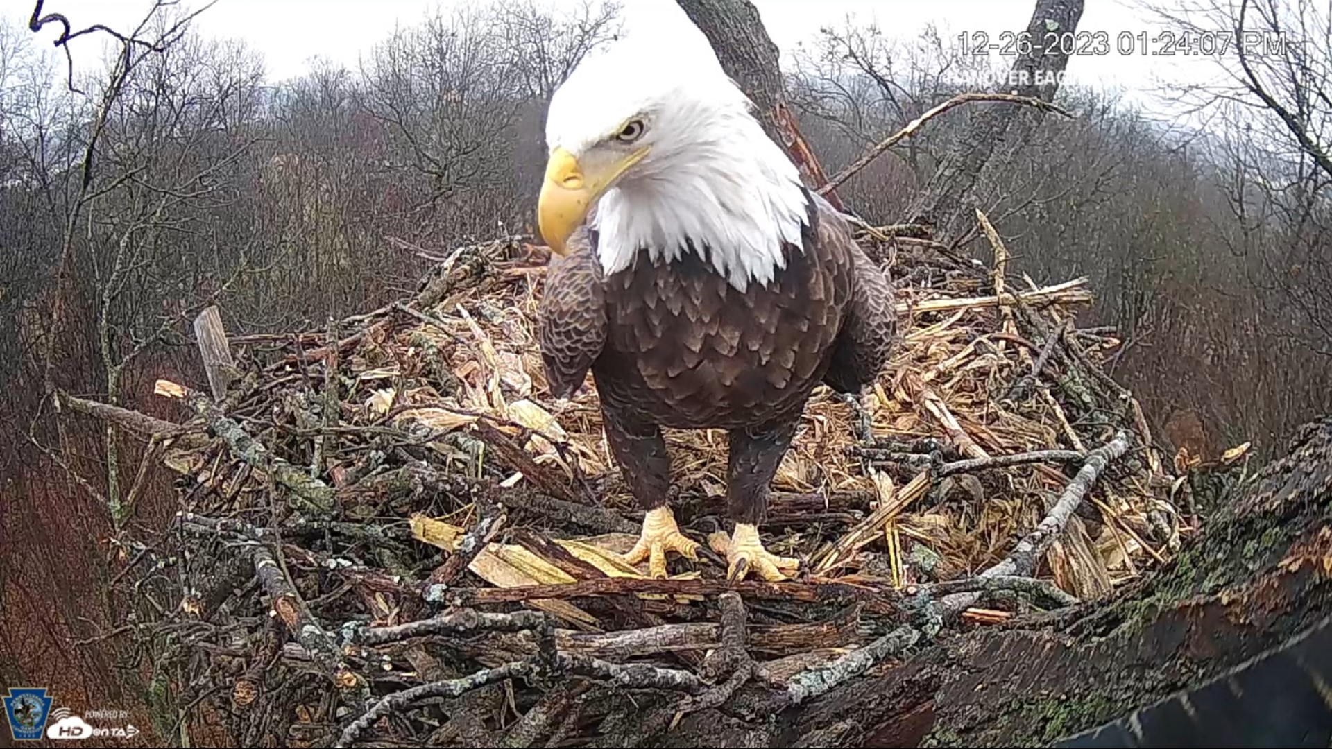 Power to the Hanover eagle livestream camera was restored on Christmas day after the community raised over $10,000 in less than a week to fund repairs.