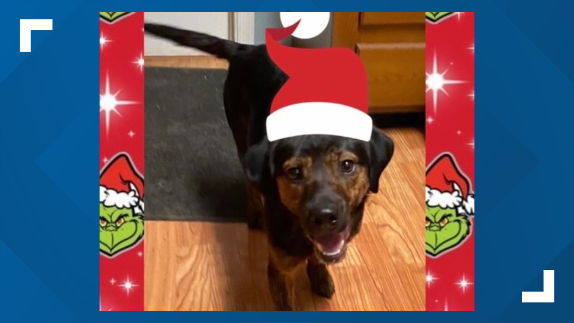 Grinch is a 1-year-old Plott Hound and beagle mix looking for a home for the holidays.