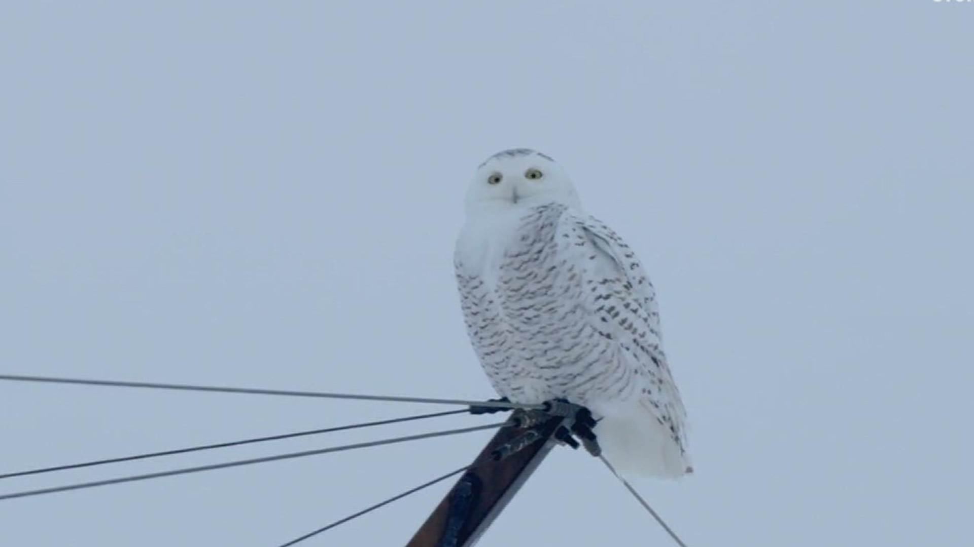 Although snowy owls typically only travel as far south as southern Canada, occasionally they will move beyond the Canadian border into the Northern U.S.
