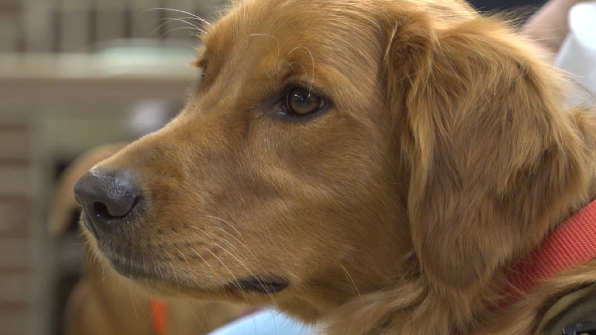 A York County group is helping people help themselves by training their own service dog.