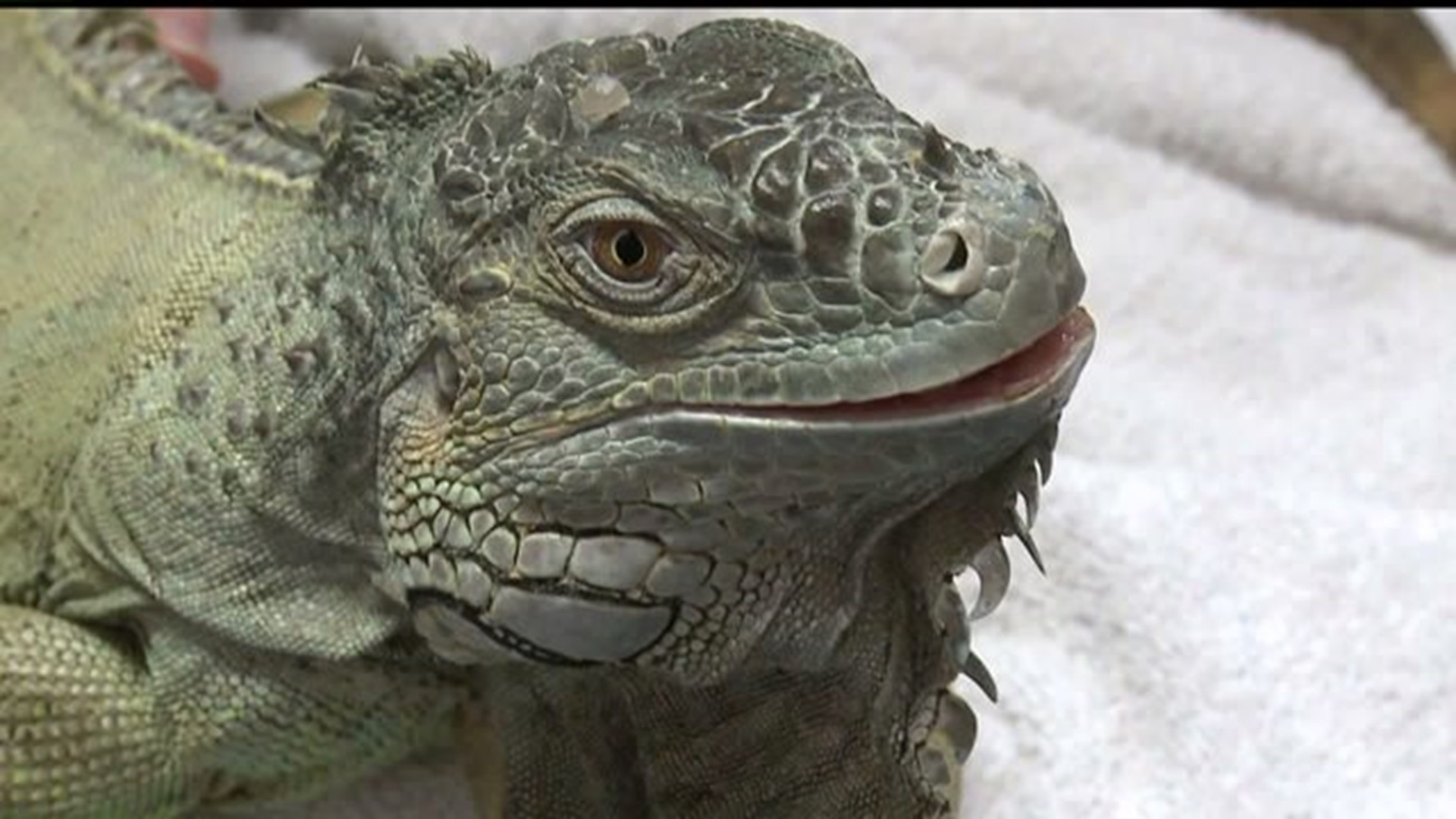 Pet health advice for your reptile