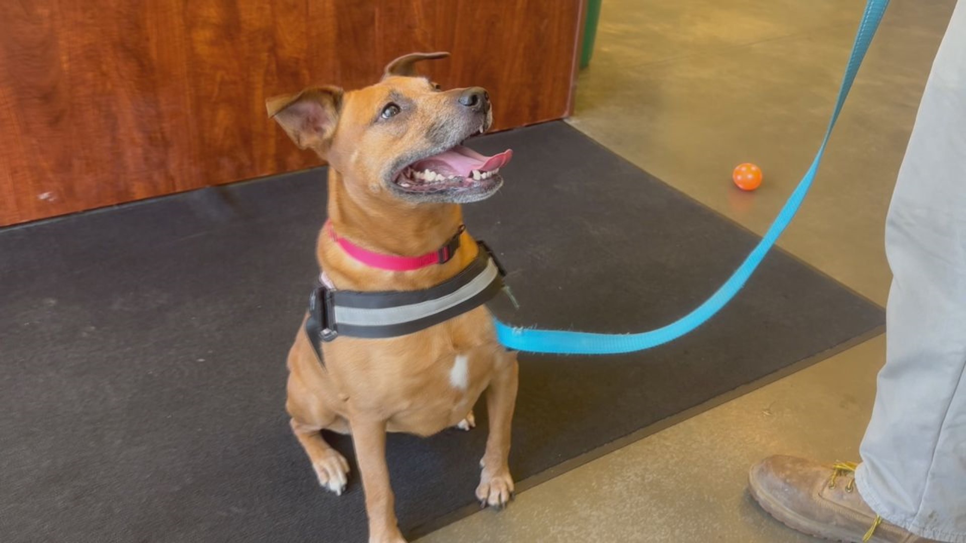 Roxie is an 8-year-old dog who acts like a puppy! She's hoping to find her family soon and make her stay at the PSPCA Lancaster Center short.