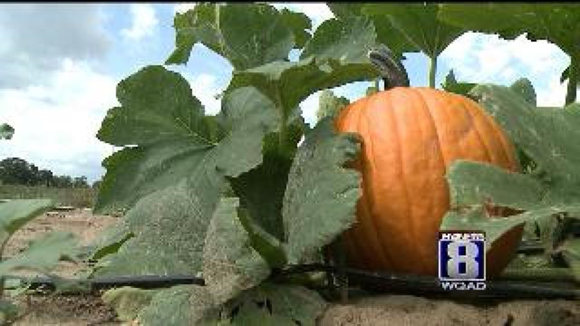 Fall crops may come early