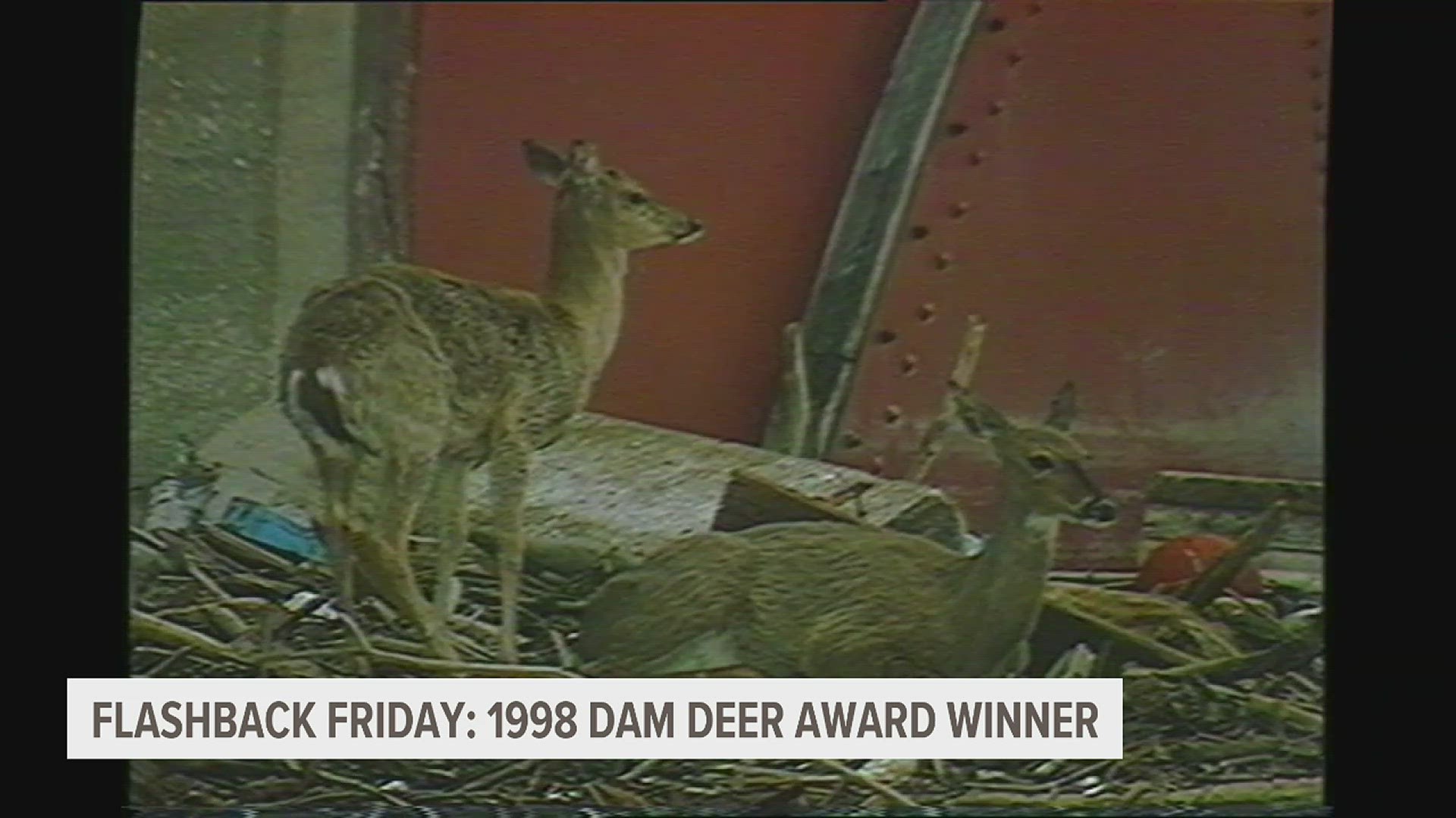 In 1988 a doe and her fawn were trapped and eventually washed down river. All captured in this flashback Friday highlight.