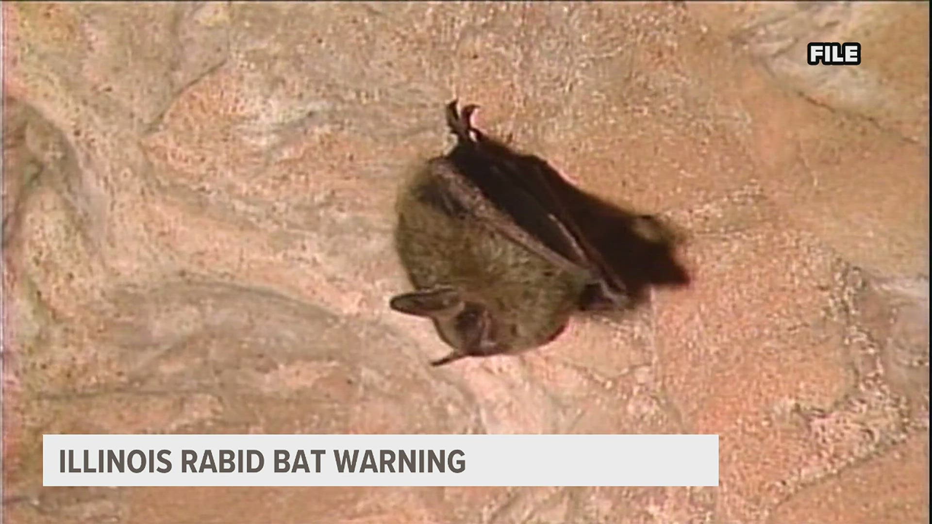 Illinois Department of Public Health officials are warning the public for the risk of rabies. Residents are advised to avoid contact with bats.