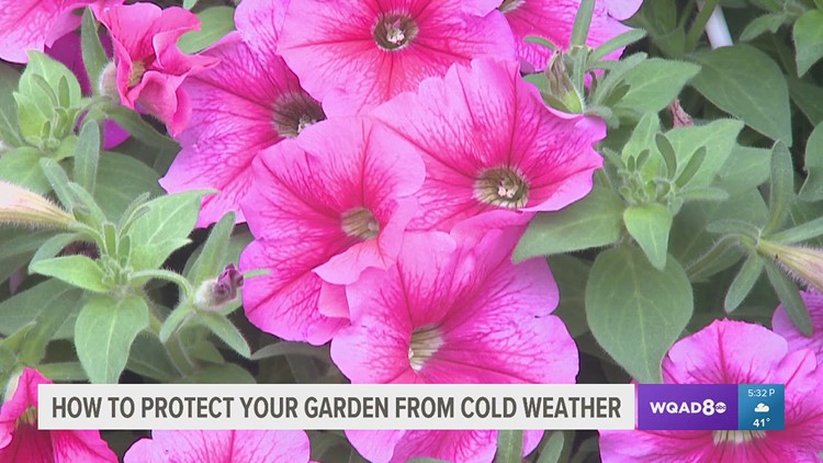 How to protect your garden from sudden cold temperatures