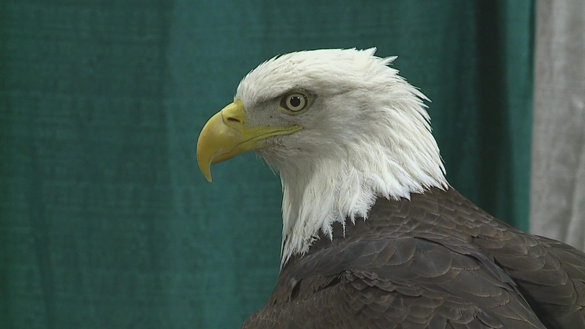 Quad Cities events this weekend