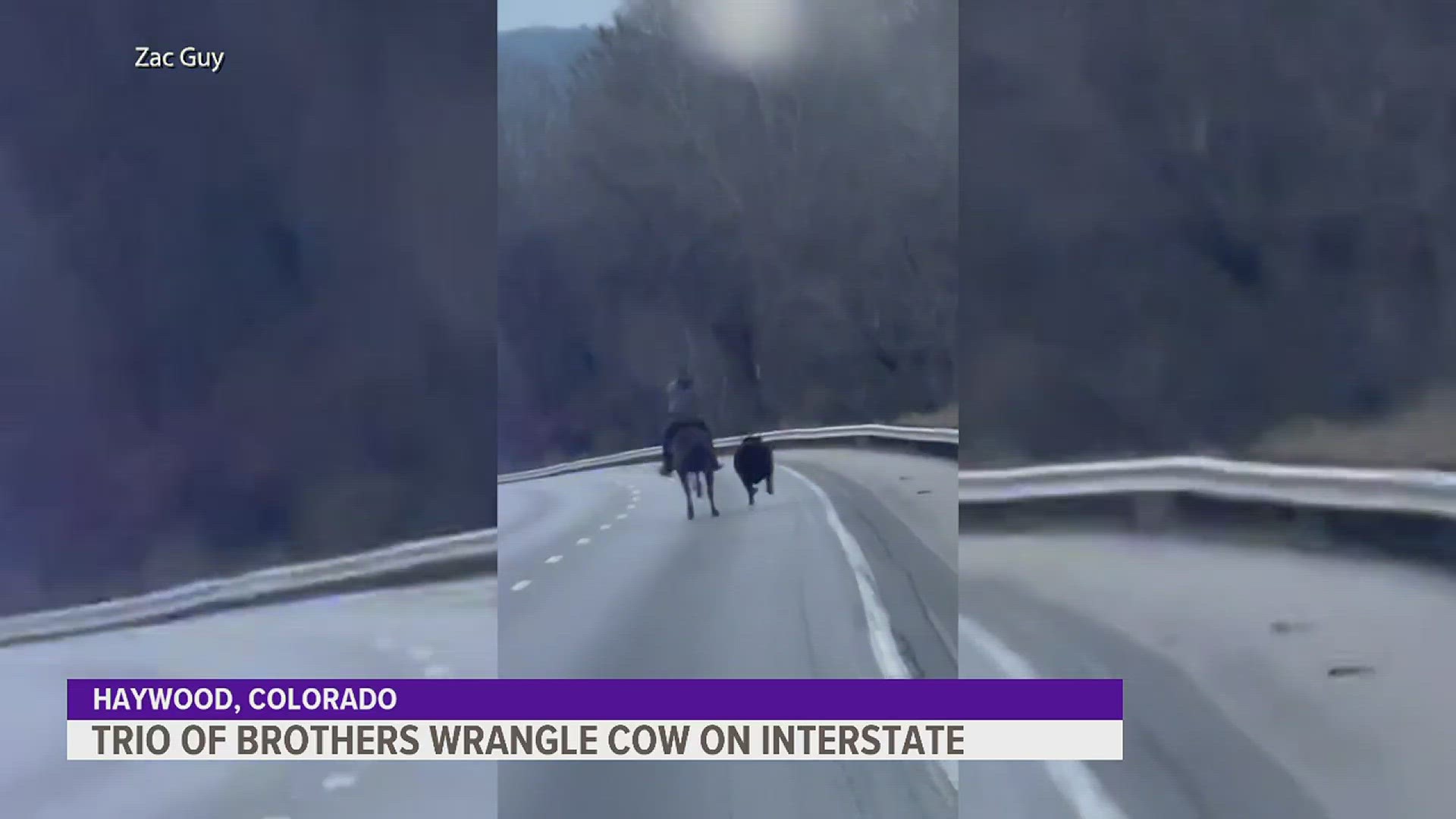 State troopers and semi-trucks had to block traffic as the roping-world-champion brothers charged in on horseback to save the runaway cow.