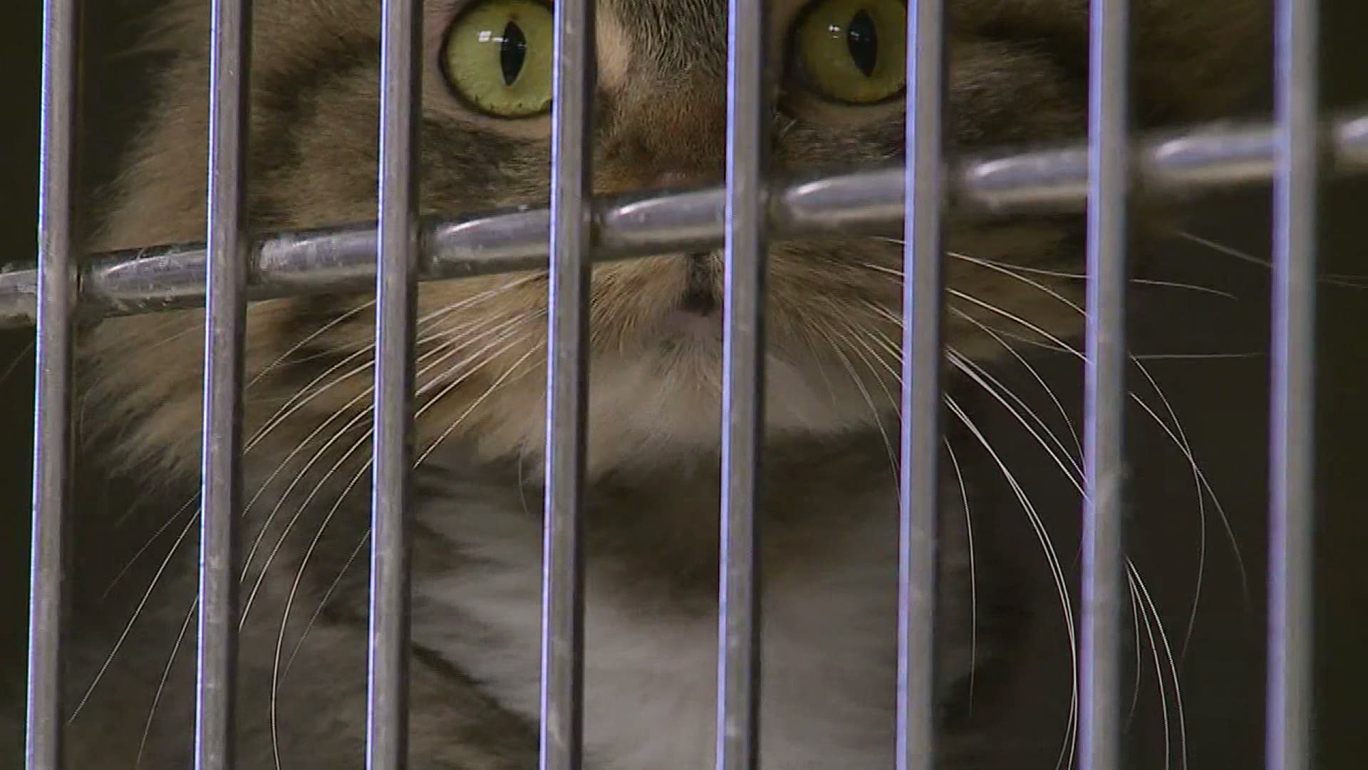 Right now, the adoption fee is $20 for a cat or kitten to help keep the animal shelter open.