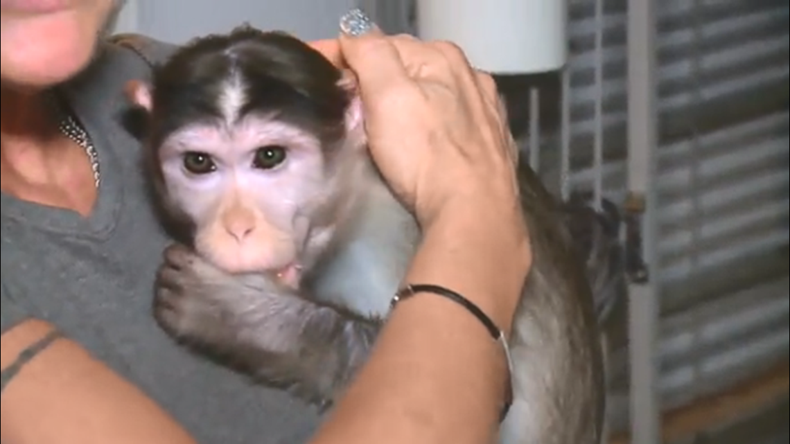 Missouri woman fighting to keep emotional support monkeys