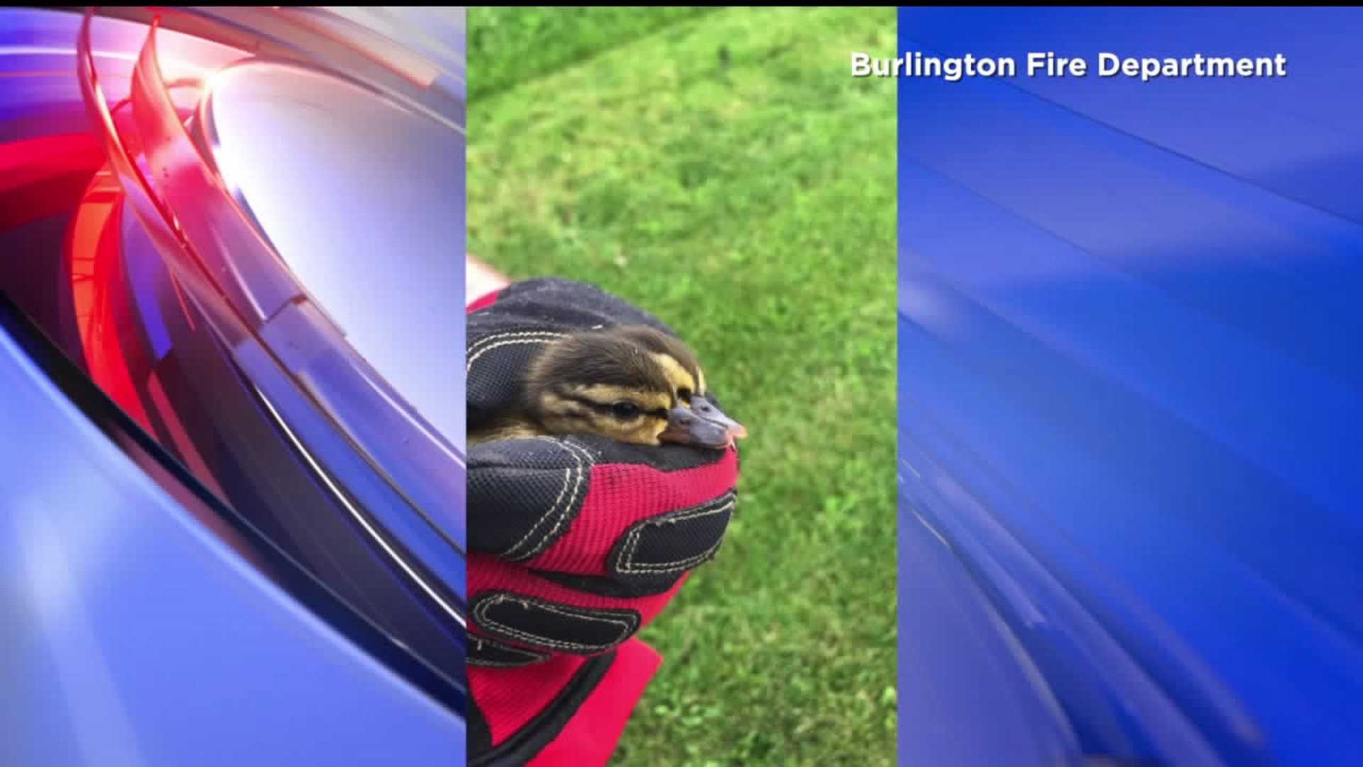 Burlington firefighters rescue ducklings