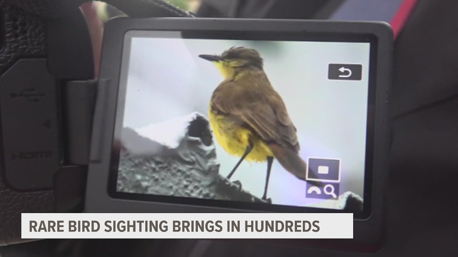 The Cattle Tyrant bird is common down in South America, however one little bird found their way to Corpus Christi, Texas.