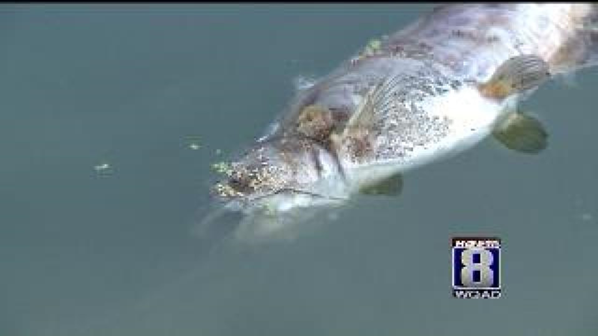 Fish Kill in Lake Canyada