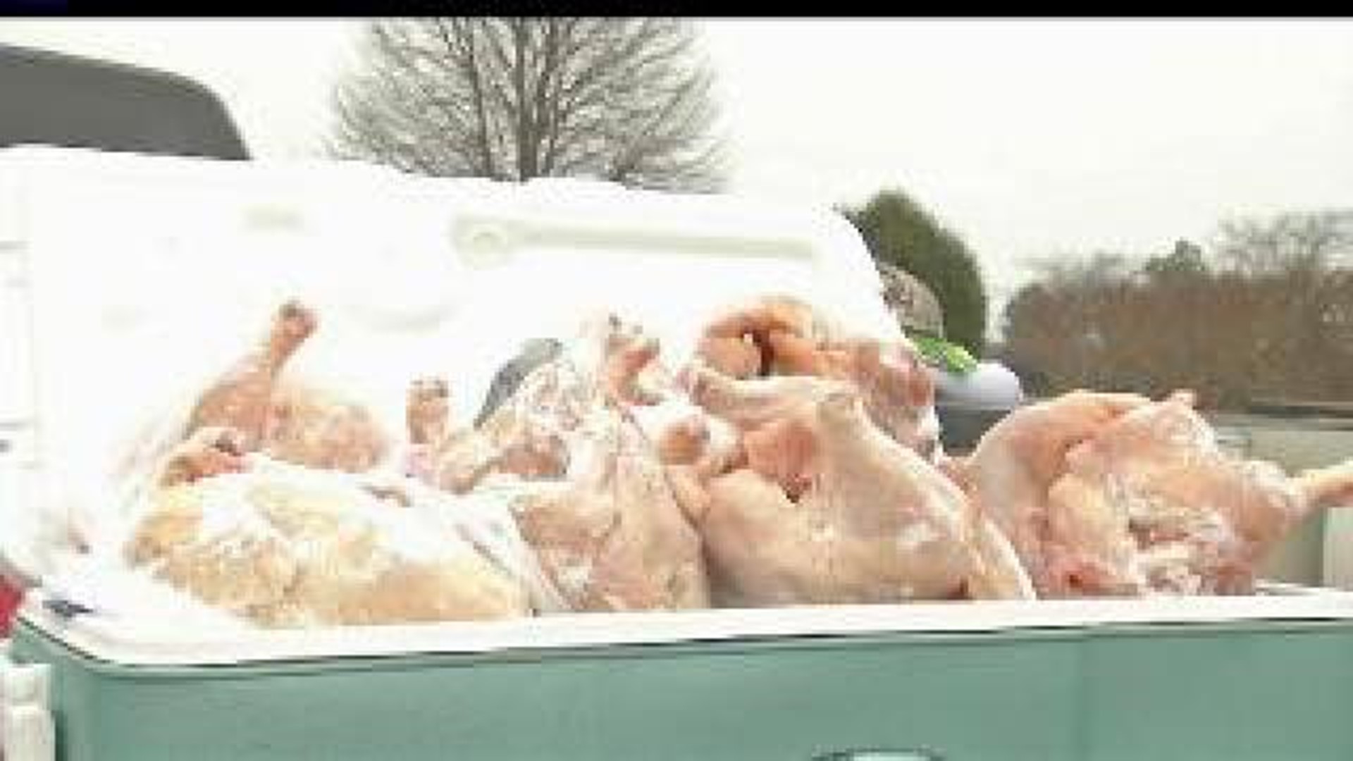 Chickens found on highway make for Christmas miracle