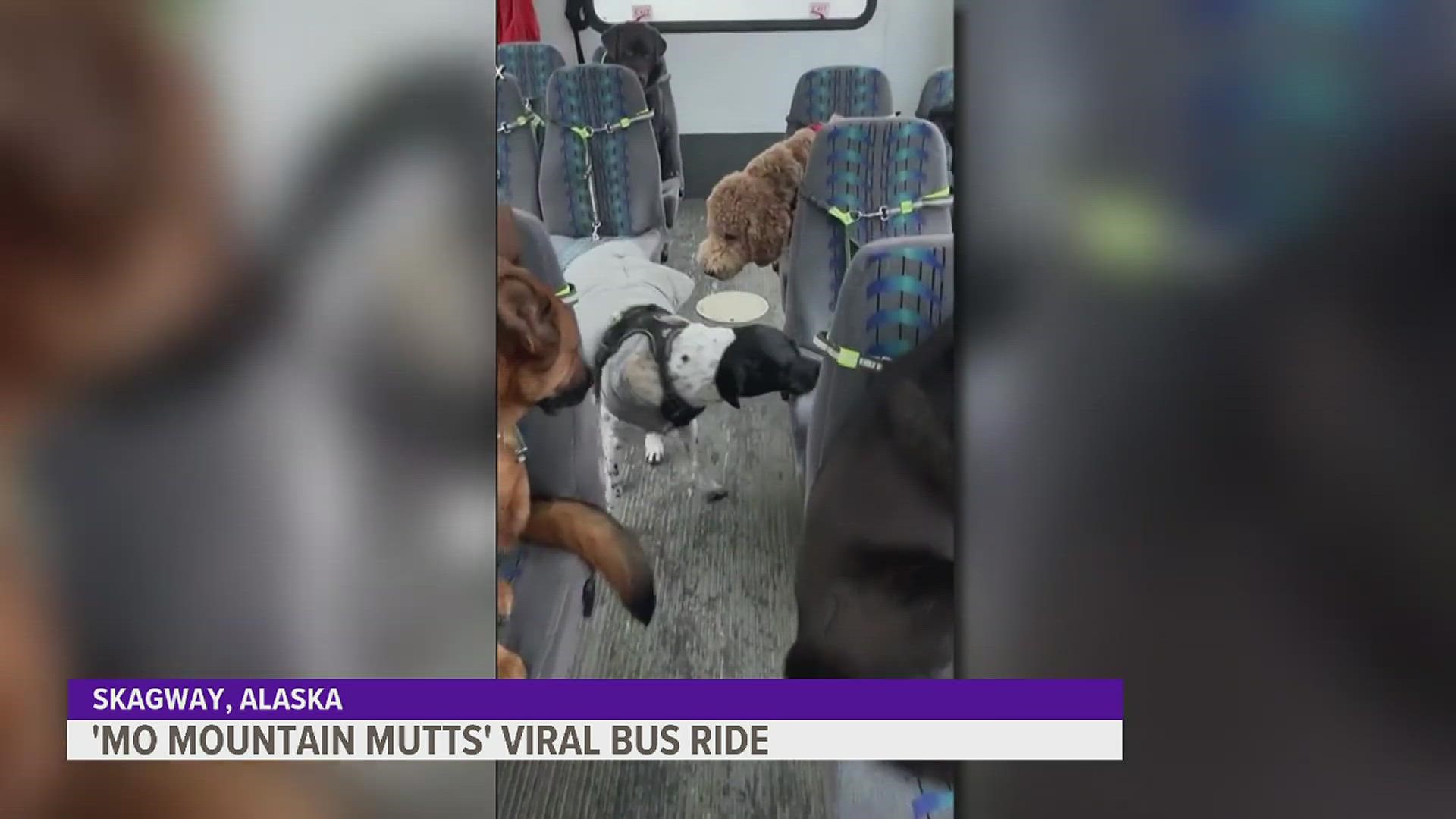 It's a bus ride from heaven: the Mo Mountain Mutts dog walking business in Alaska went viral on TikTok after sharing clips of their daily dog walks and bus rides.