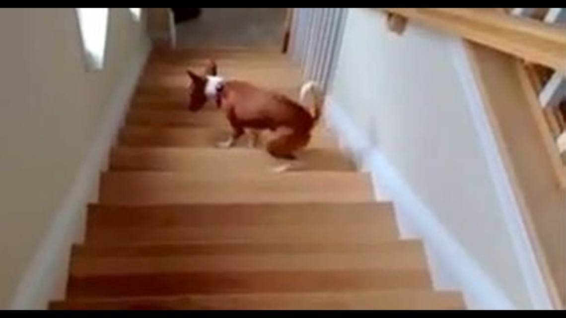 Viral Video: The trouble with stairs | wqad.com