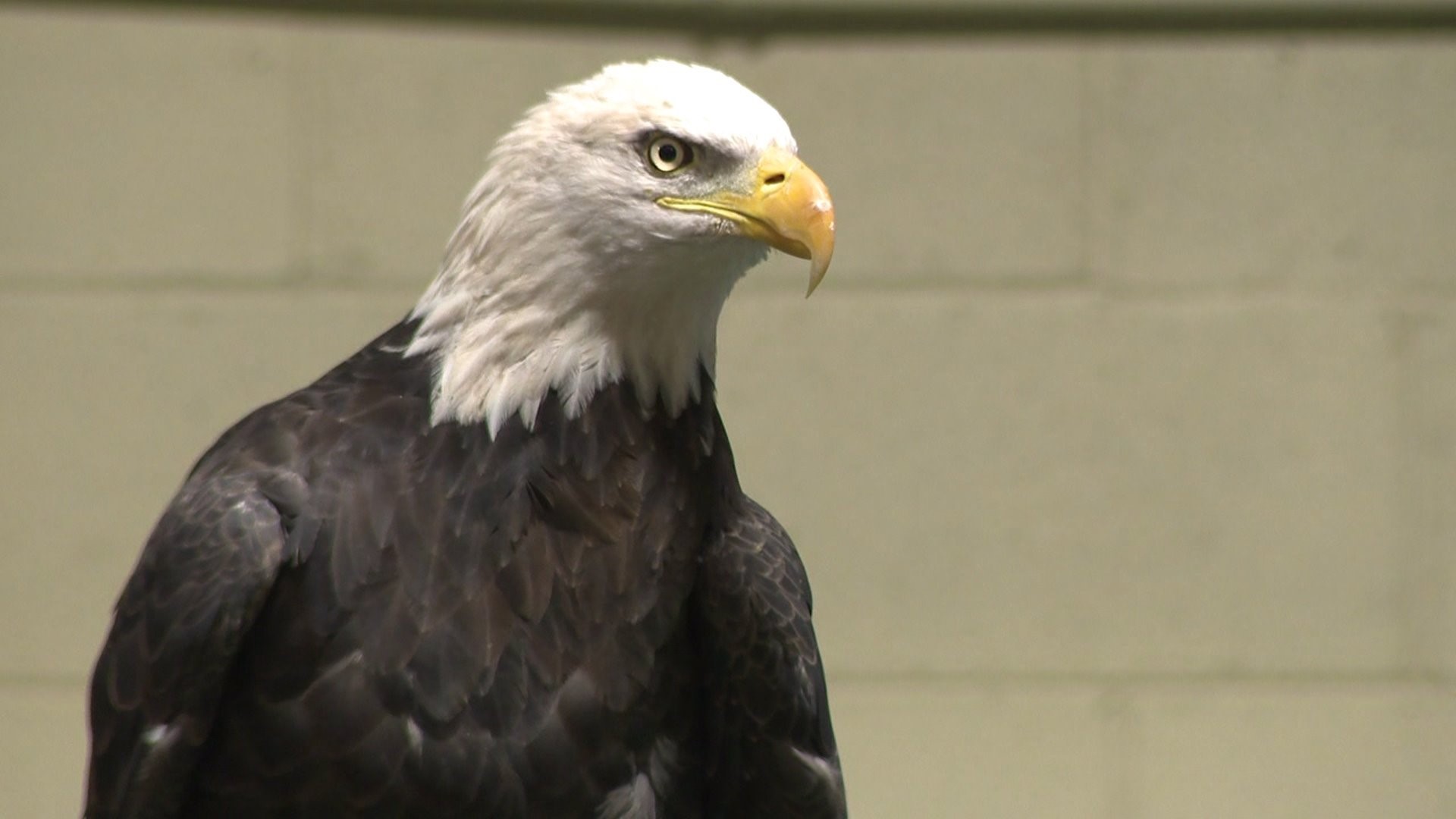 Bald Eagle Days showcase area conservation efforts during Rock Island ...