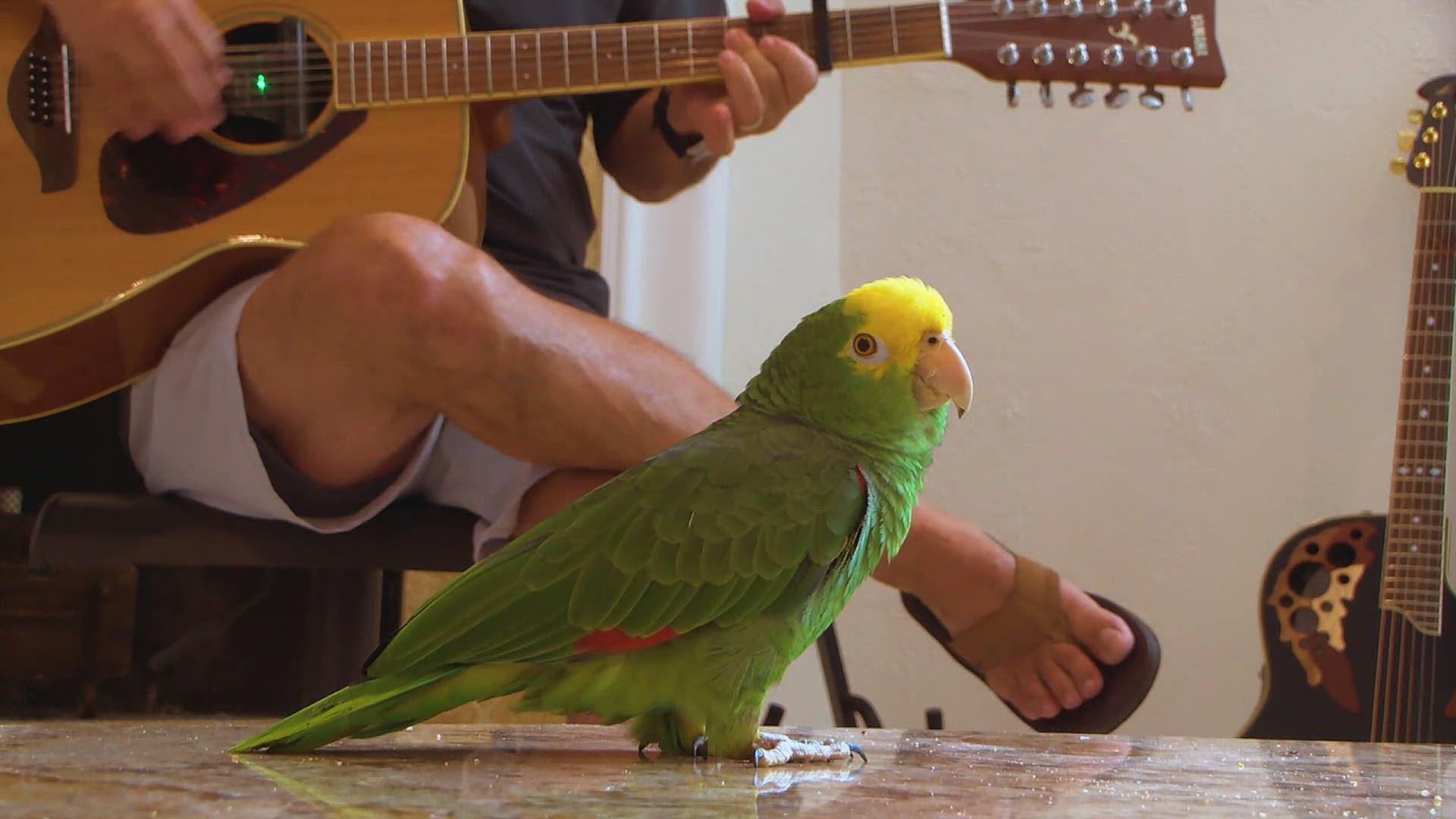 Take a listen to Tico, a rescue parrot who is showcasing his talent to the world when his owner begins strumming a guitar.