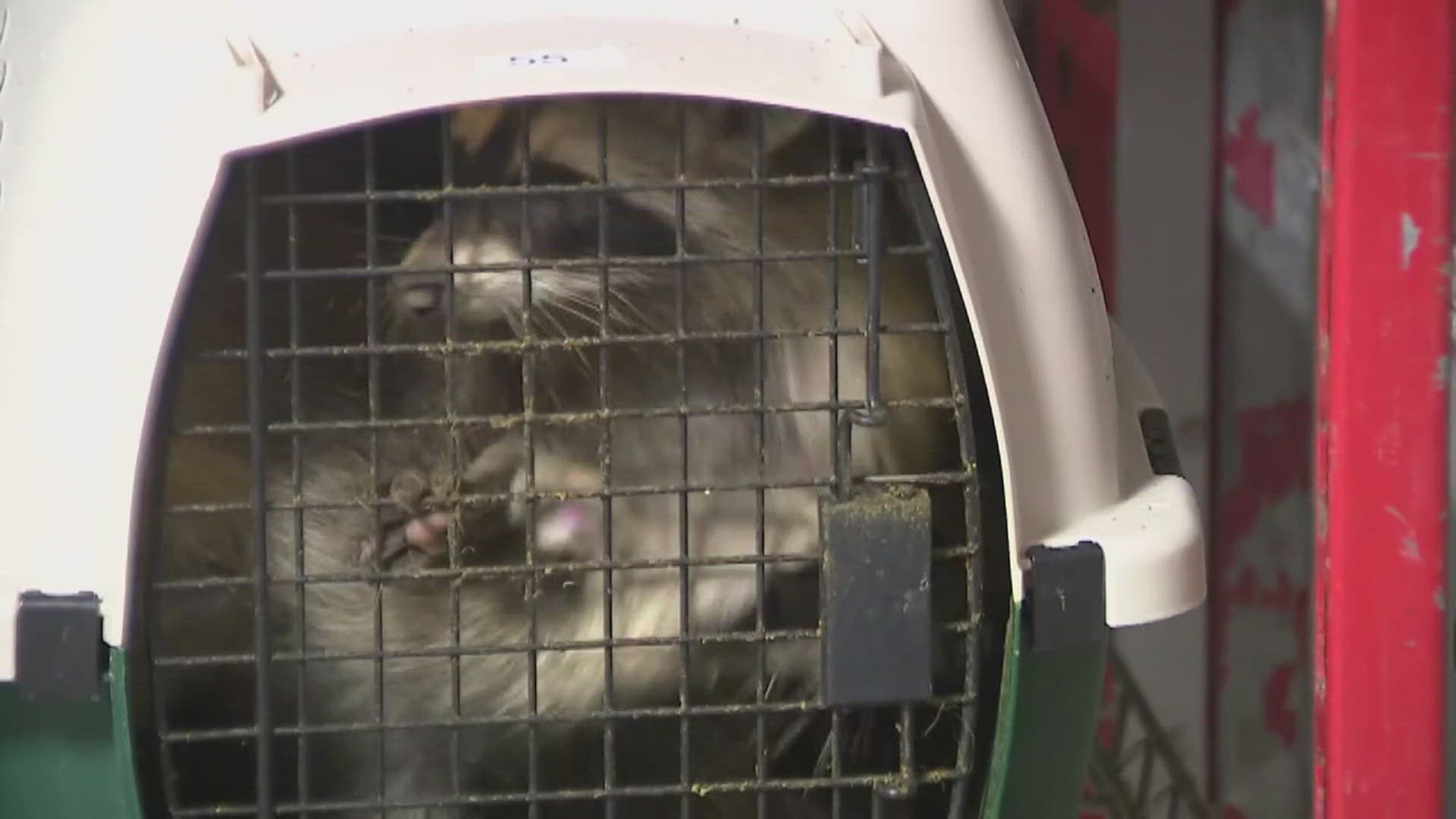 According to IDPH, at least 12 visitors to Pat's Bandits wildlife rehab facility contracted cryptosporidiosis after having contact with raccoons.