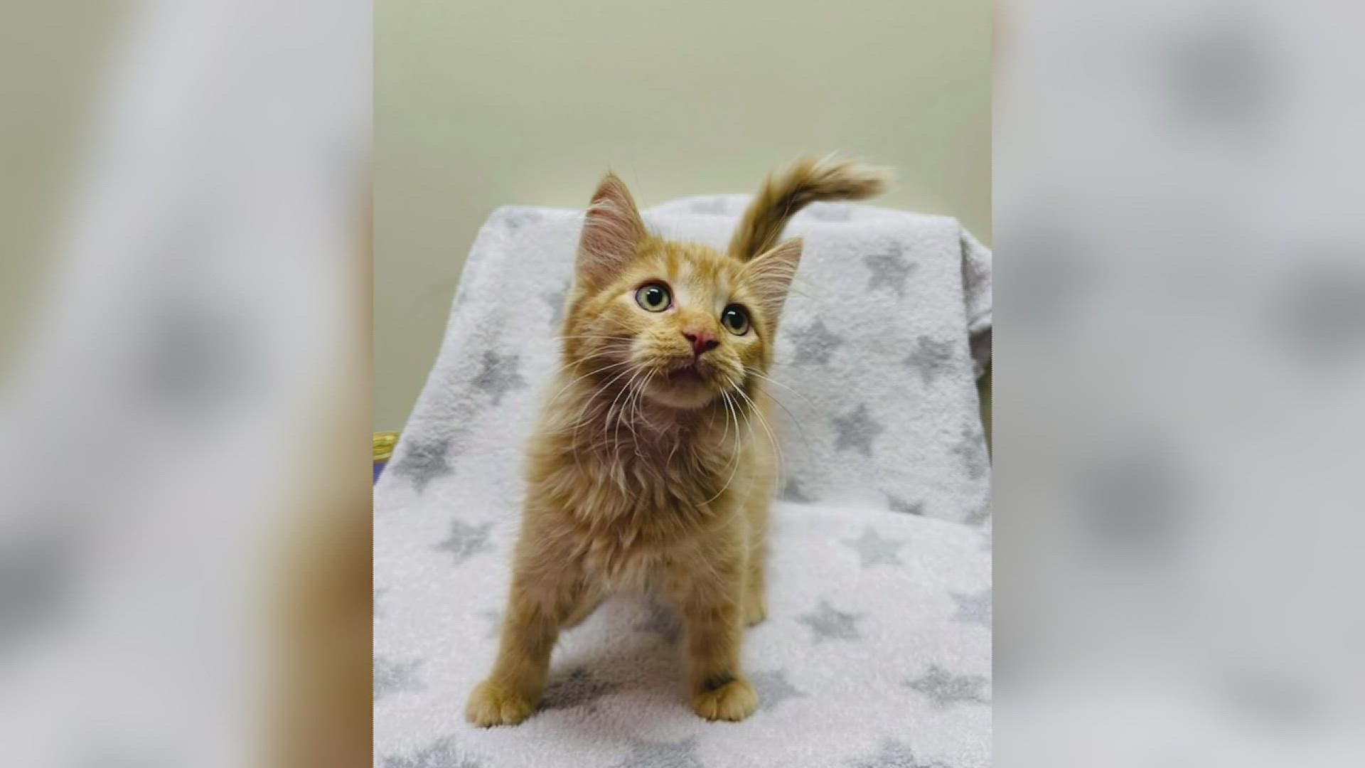 The Quad City Animal Welfare Center's Pet of the Week for Tuesday, October 19th, 2021 is Sprite the Kitten!