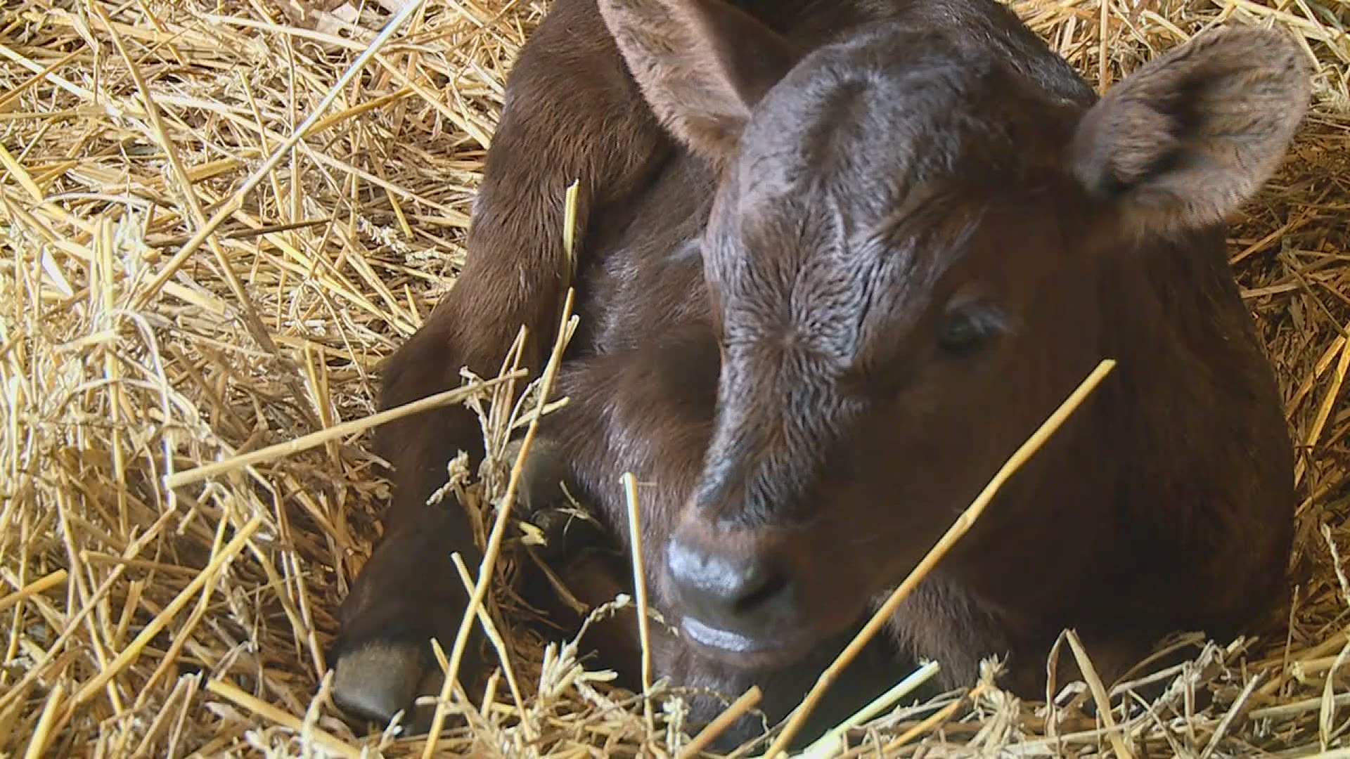 For a cow to give birth to triplets is a 1 in 105,000 chance. But momma "Minnie" not only defied the odds... she also gave her owners the surprise of their life.