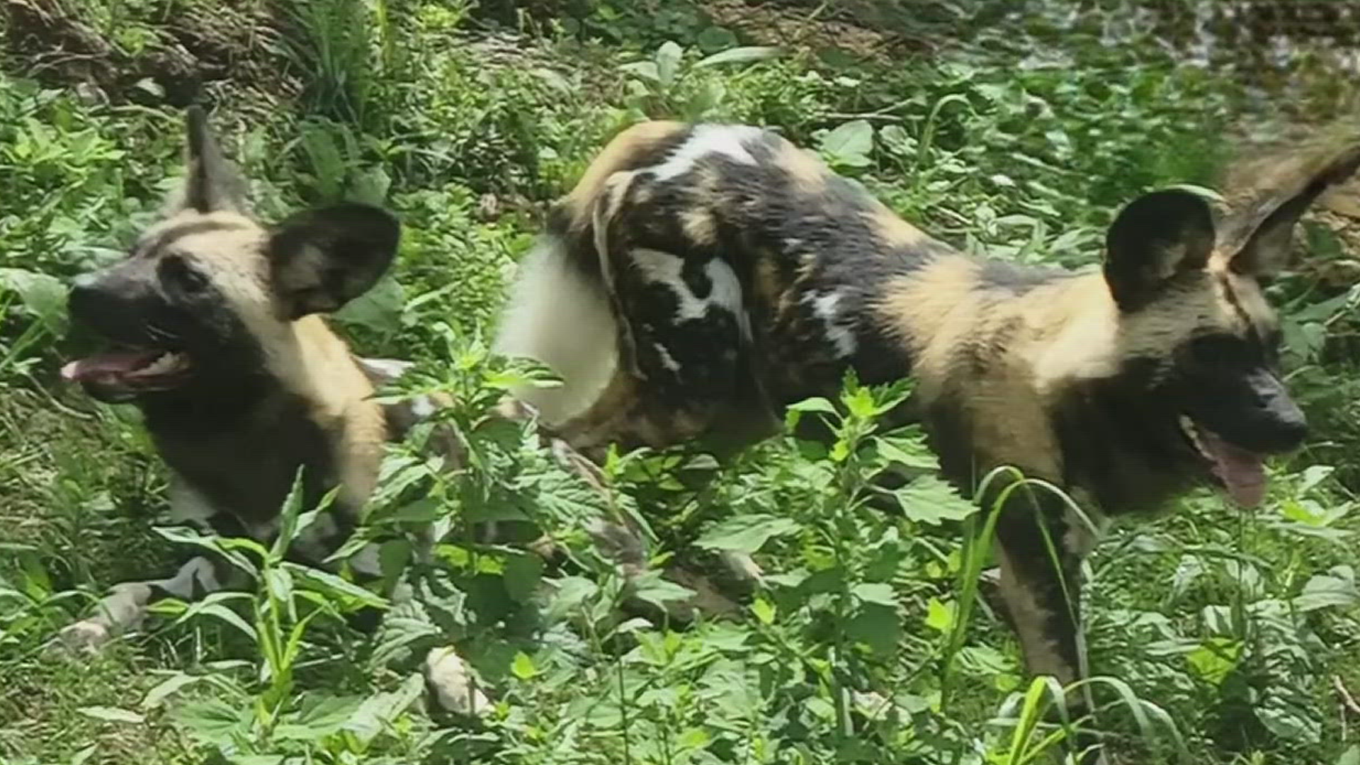 Niabi Zoo in Coal Valley has debuted their newest species. The three African Painted Dogs are the first to be held at the zoo, and are native to Africa.