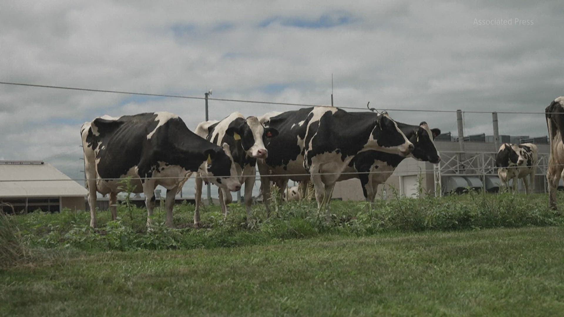 Much bird flu research has been conducted at a poultry research center in Georgia, but the appearance of the virus in cows pulled an Ames, Iowa center into the mix.