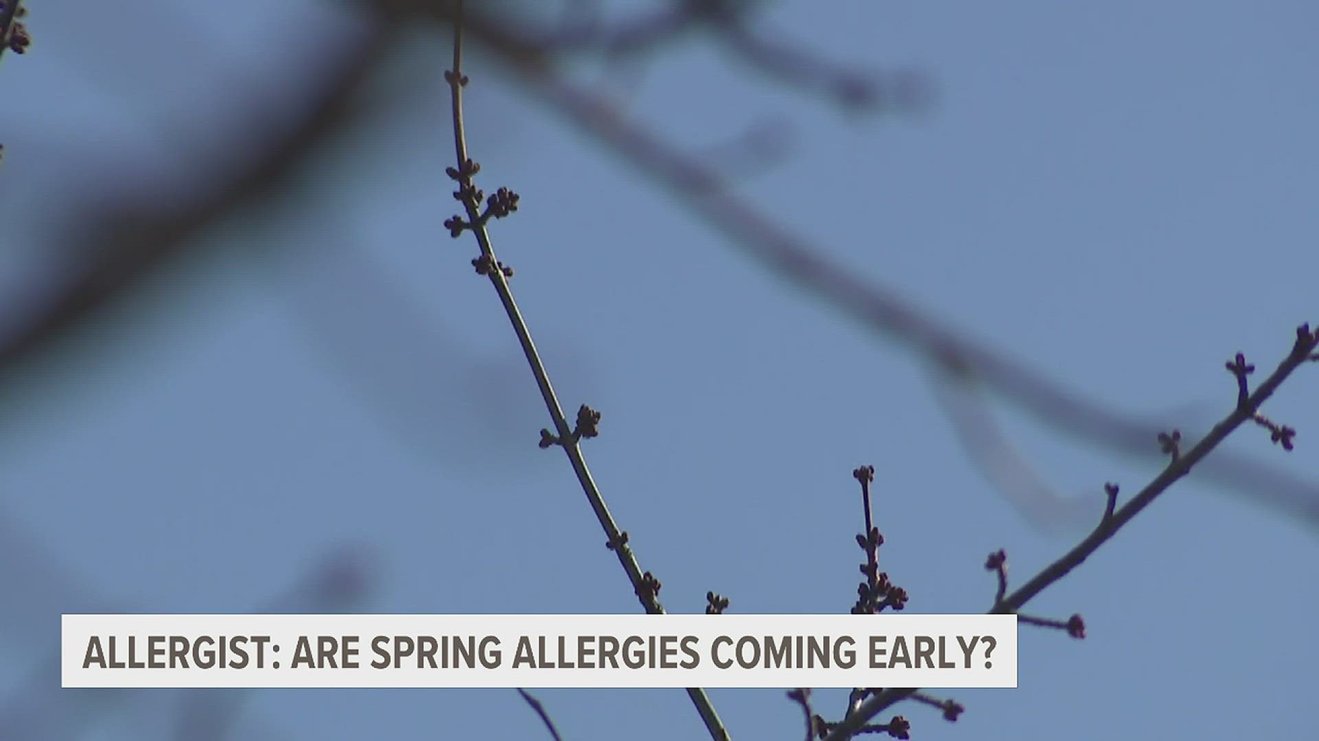 One local allergist says while trees might be budding earlier than normal, he doesn't expect pollen-driven allergies to pop up until the end of March.
