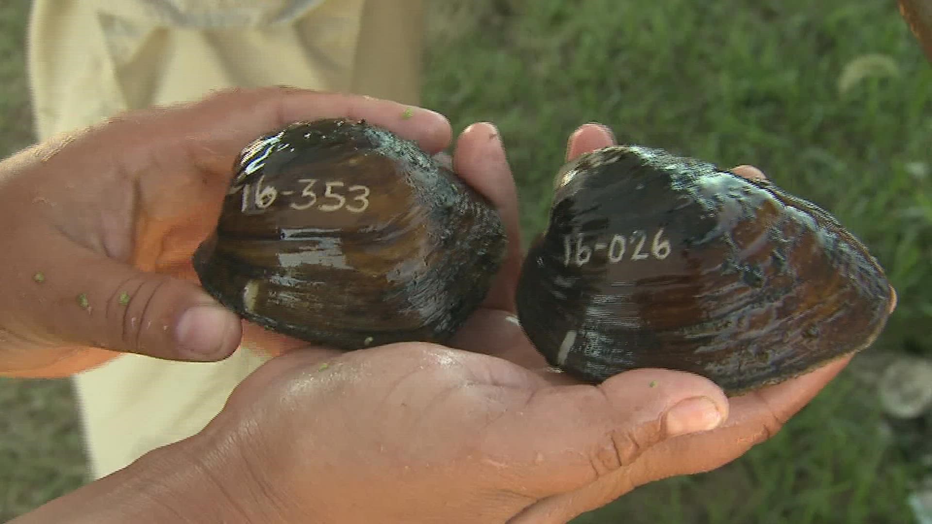 In 2016, wildlife crews relocated 140,000 mussels in order to make way for the new I-74 bridge. Just recently, they moved another 34,000 from under the old bridge.